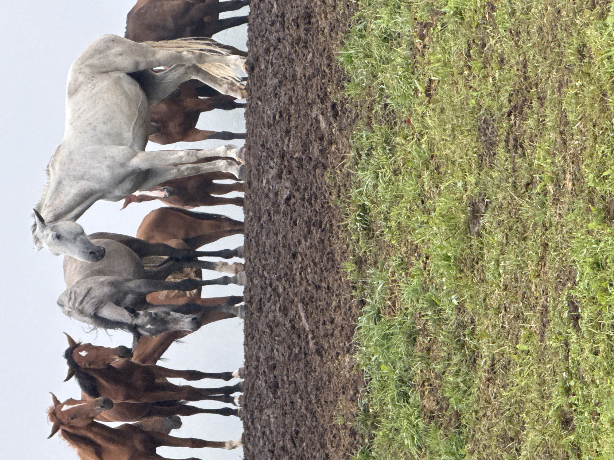 Horses on a muddy embankment in Galinė, Lithuania