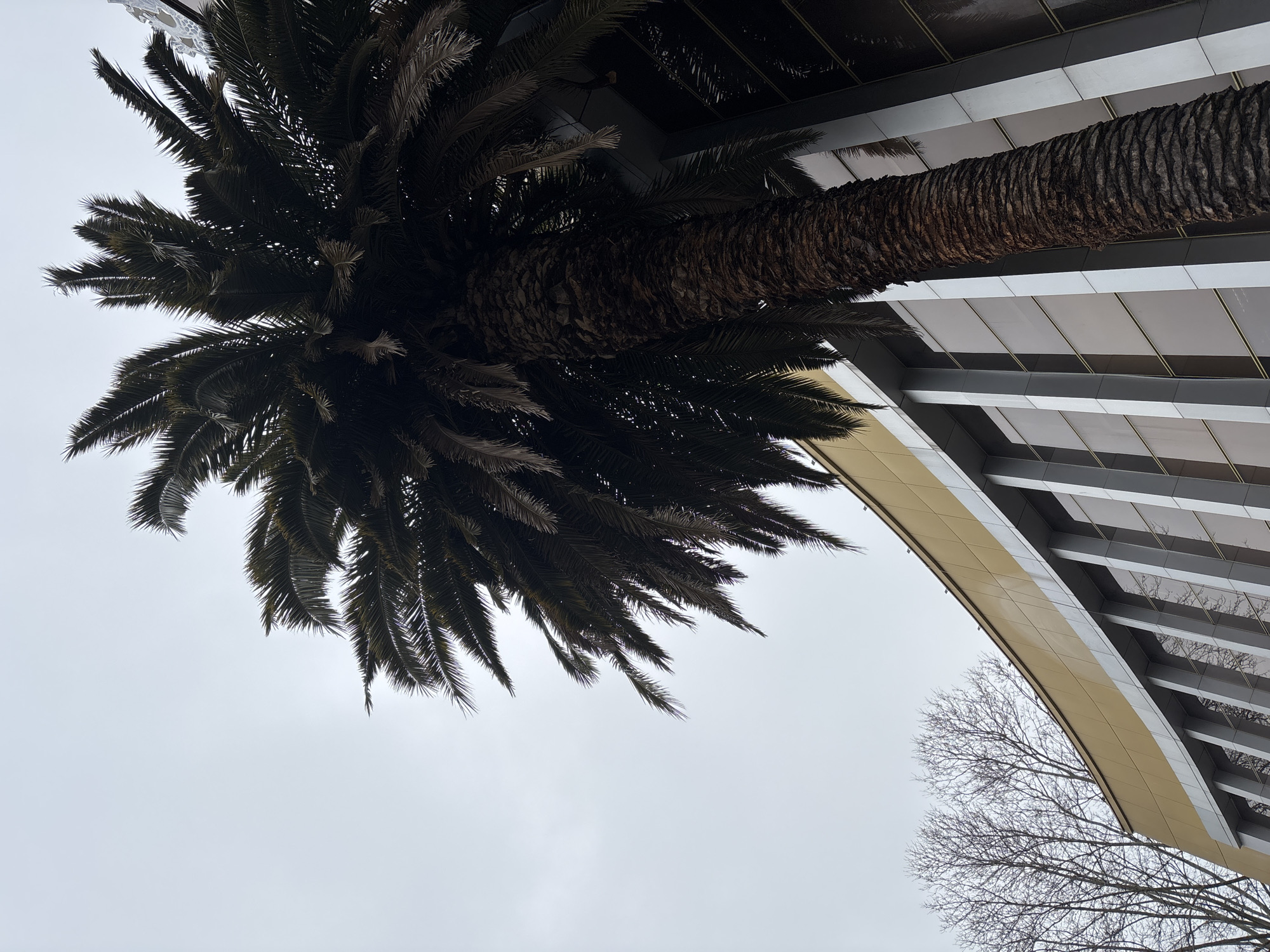 Spring afternoon scenes captured across Sochi gardens and streets