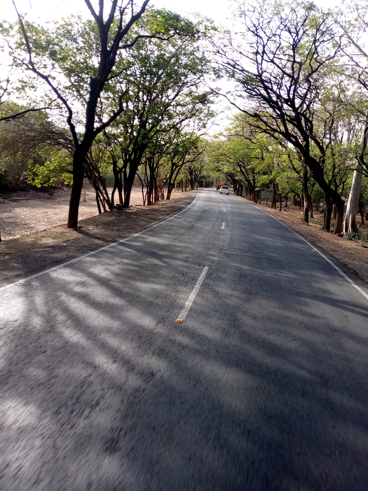 Tree-lined road captured in Juan Griego, Venezuela