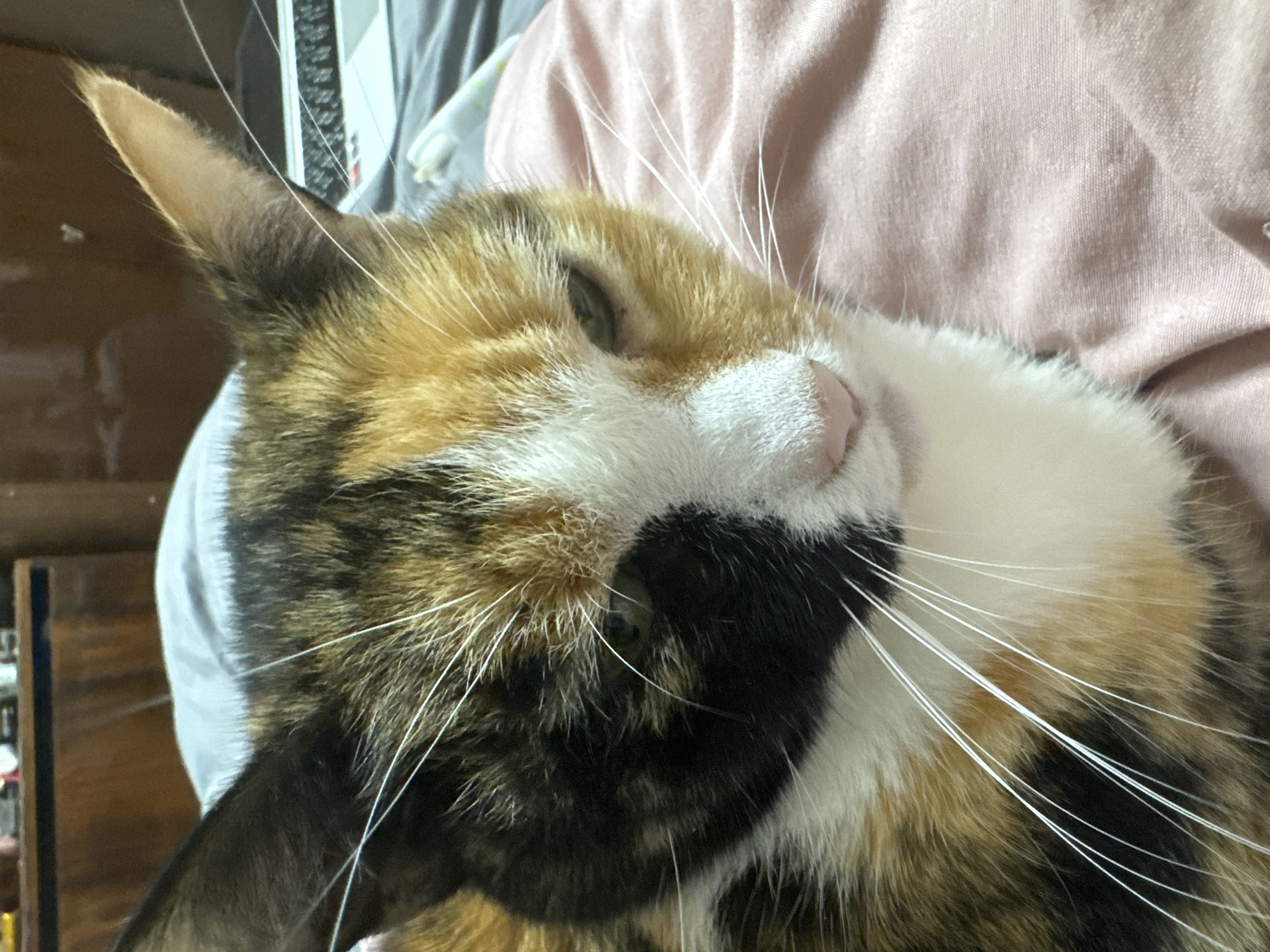 Calico cat sleeps on pink bedding in home setting