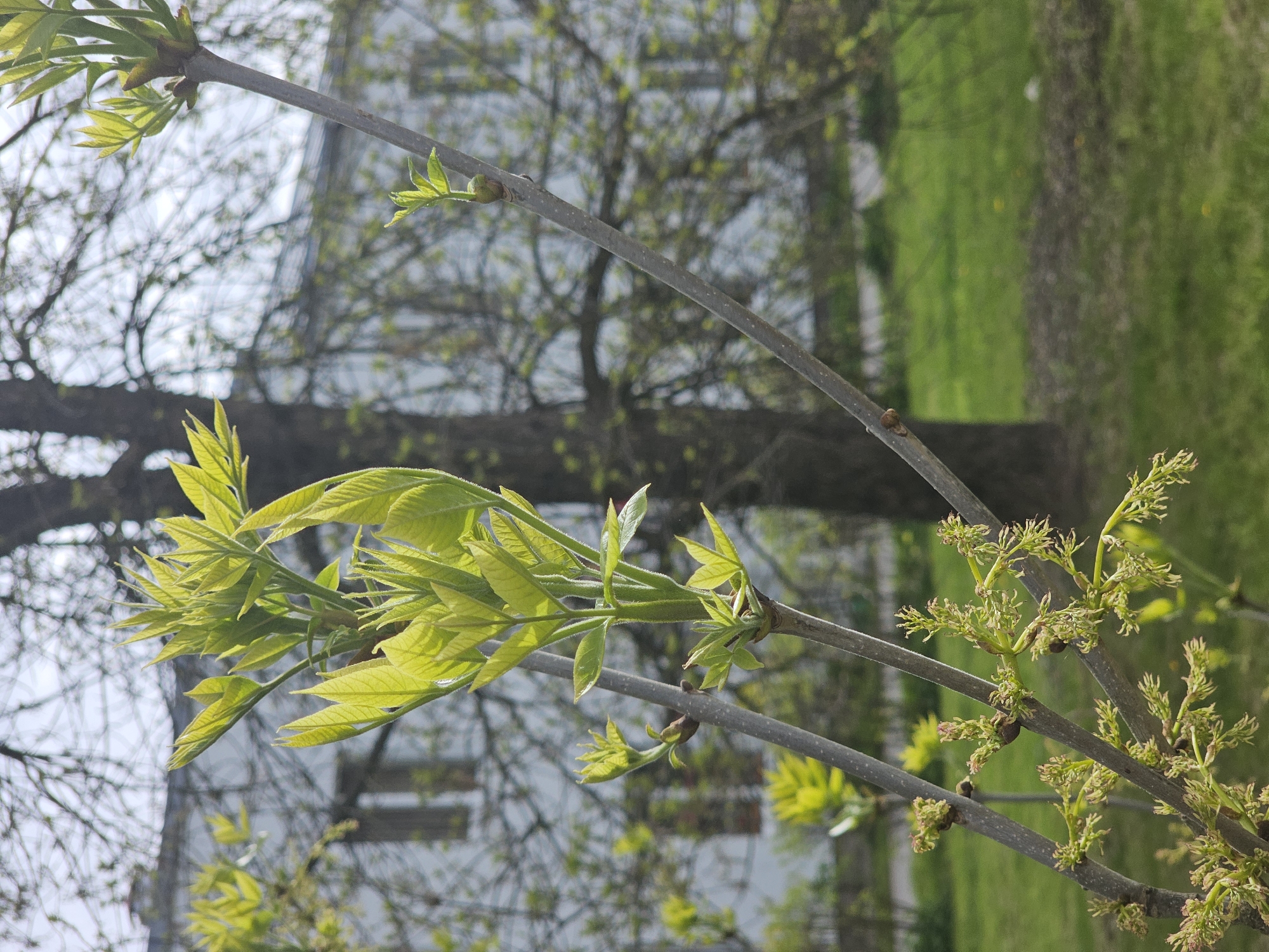 Morning moments in Tosno: spring buds, cake, tea