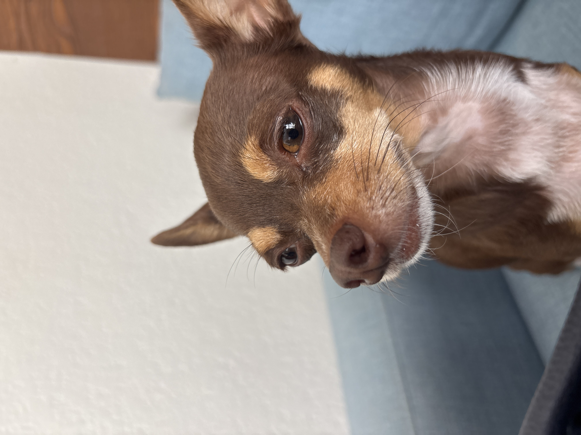 Chihuahua photographed in close-up view in Puebla, Mexico