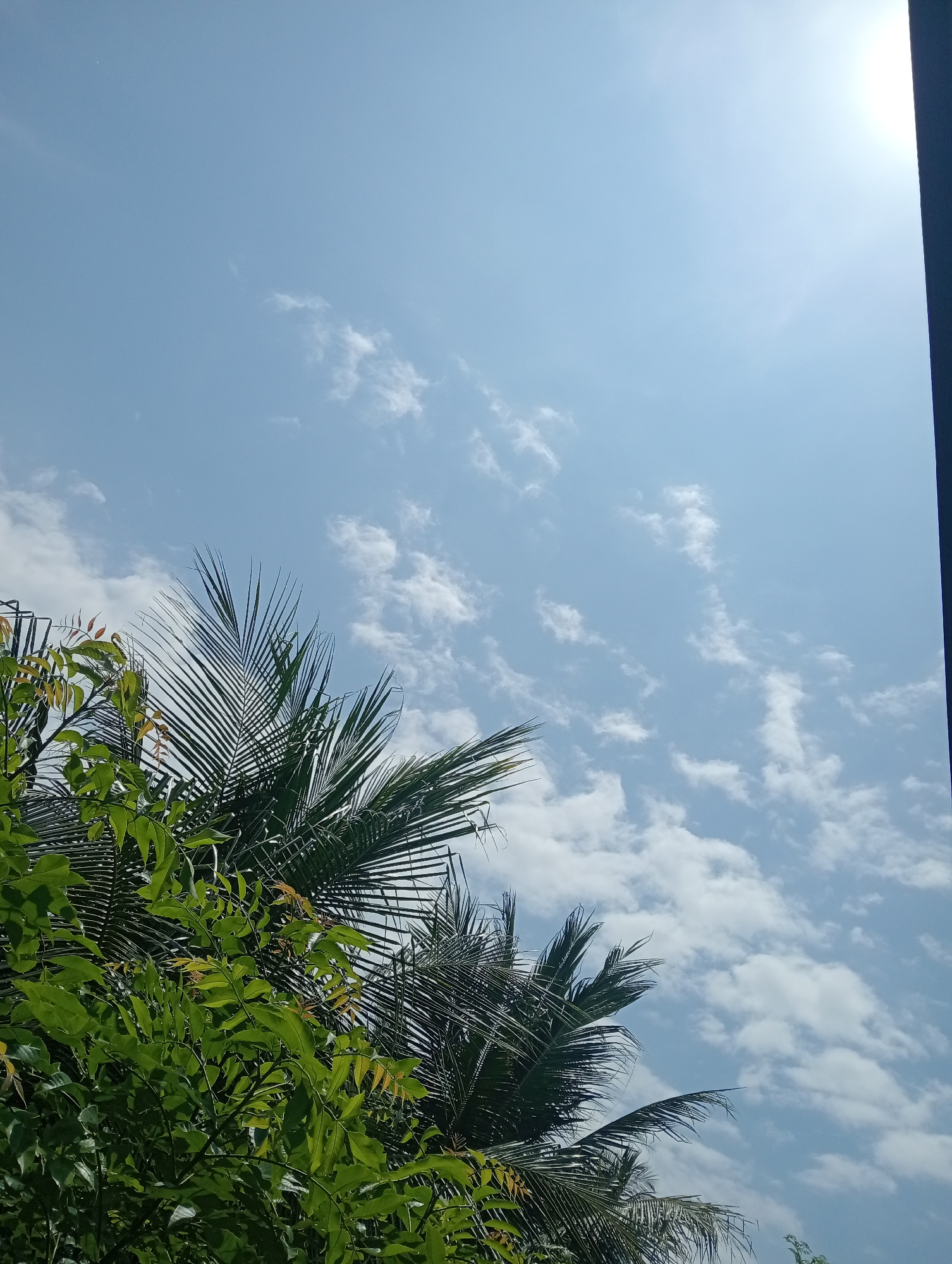Palm fronds and pink blooms on a sunny Indonesian morning