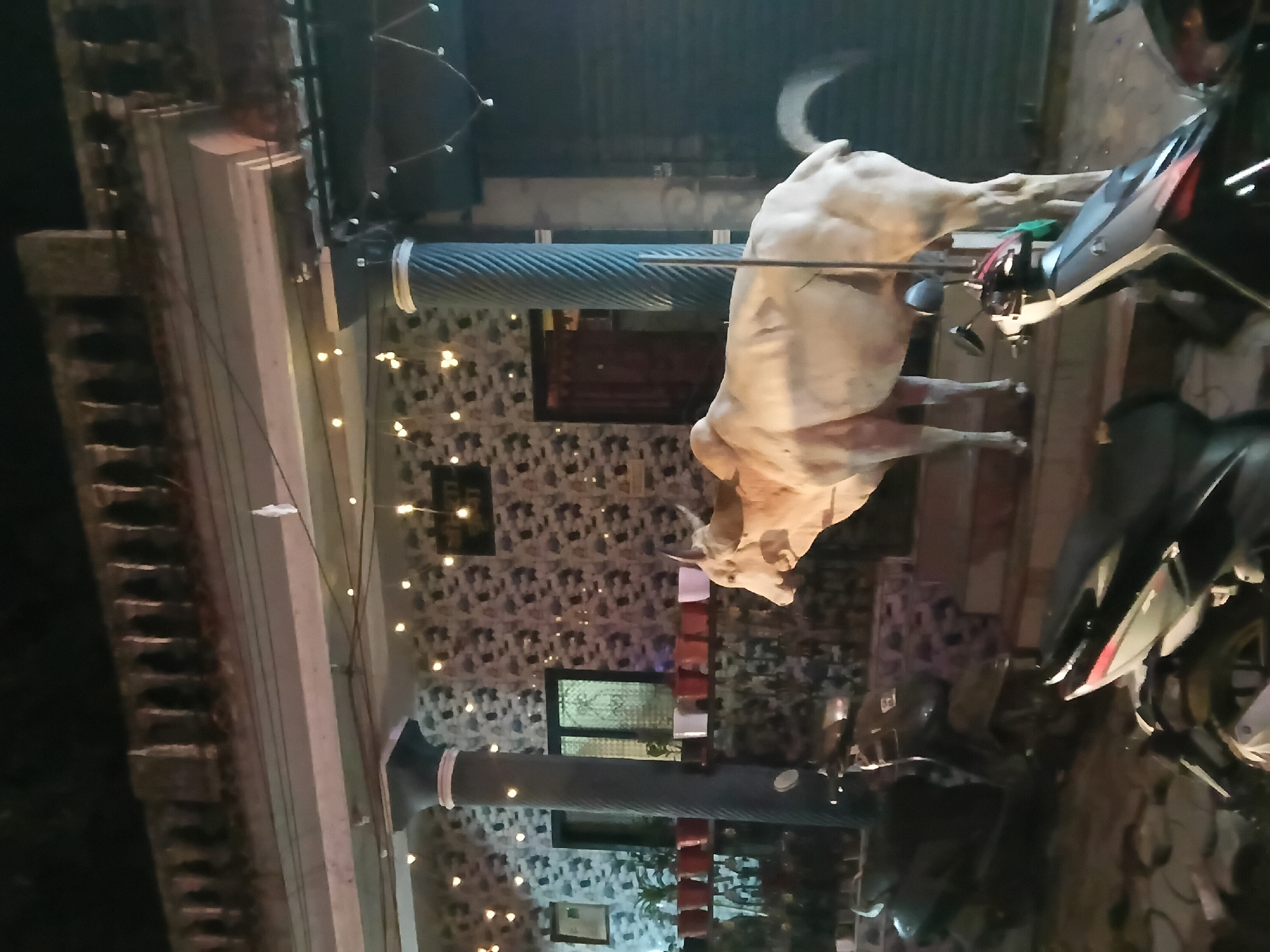 Cow spotted outside patterned building in Chapora, India