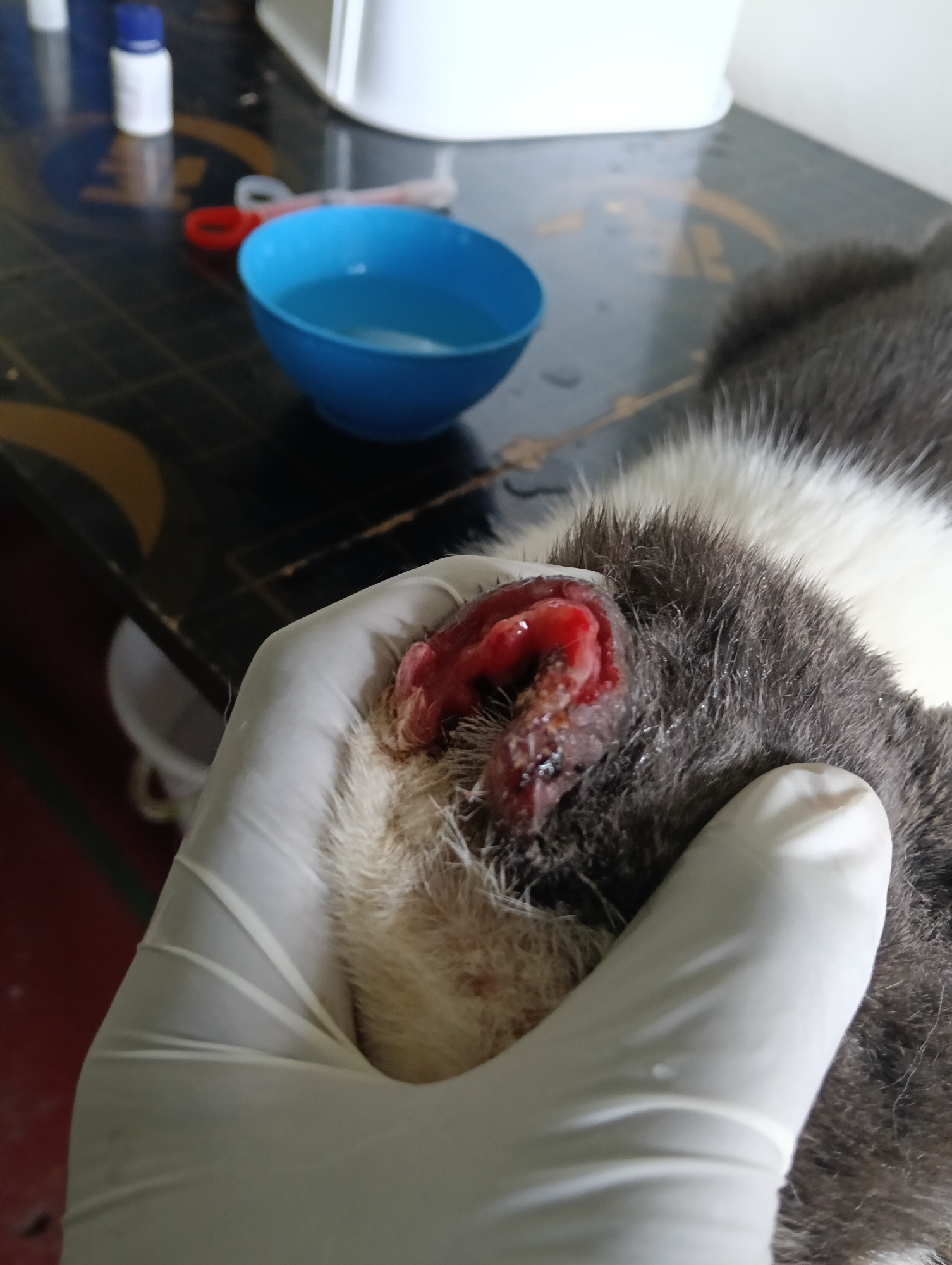Injured cat receives veterinary care at Nairobi animal facility