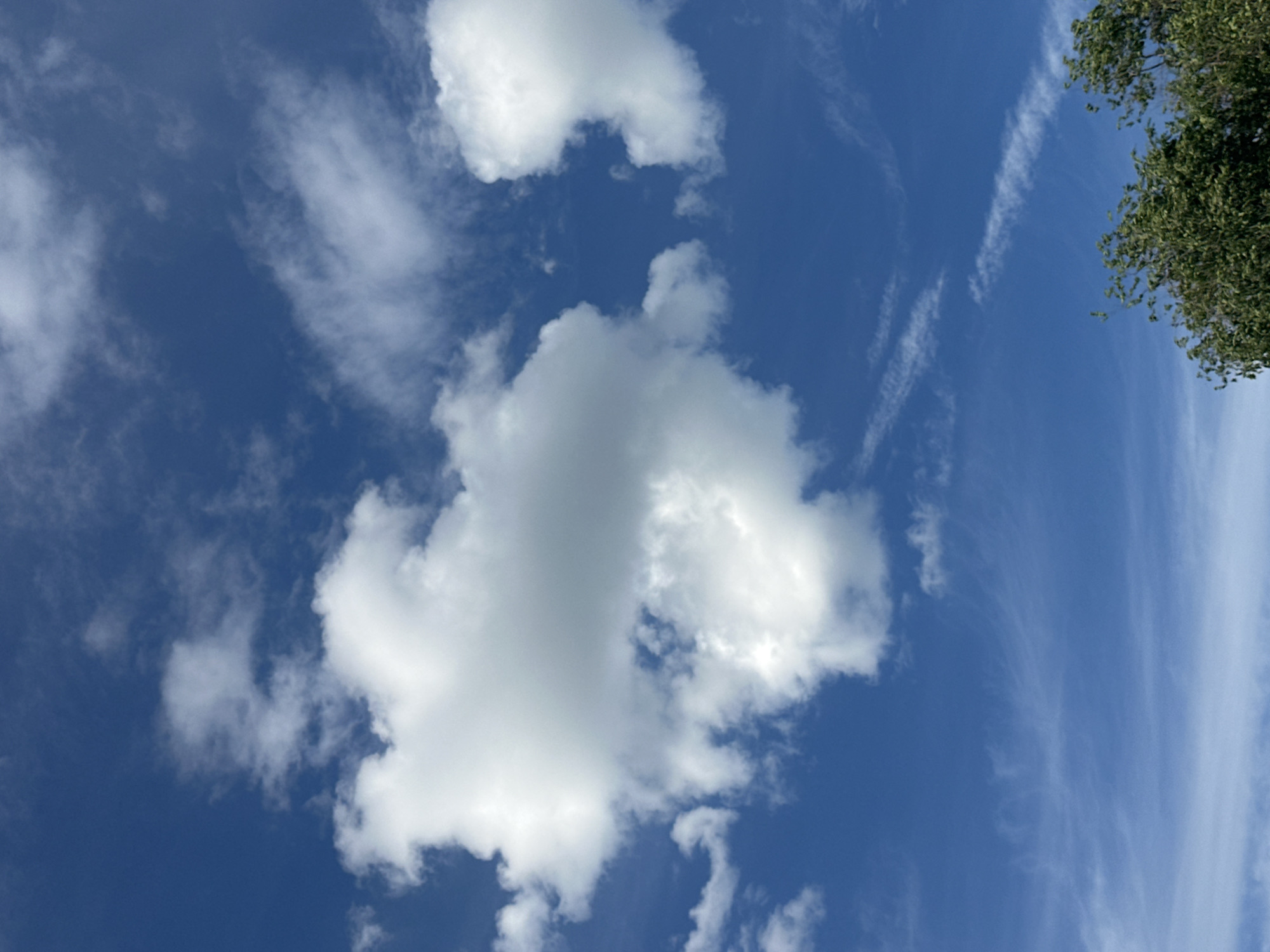 Outdoor nature details: skies, flowers, bark, and greenery
