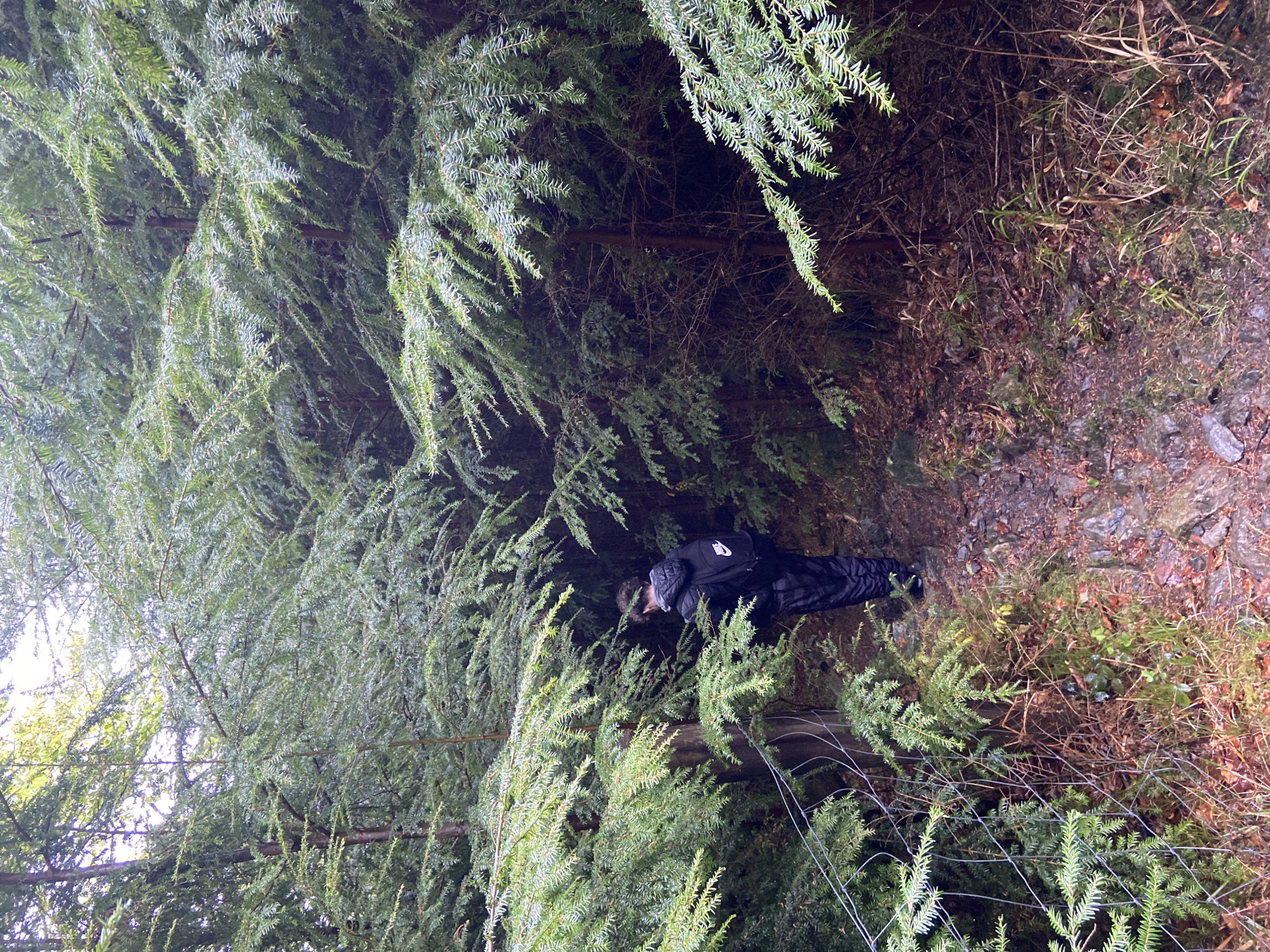 Person observed in wooded area near Llanrwst