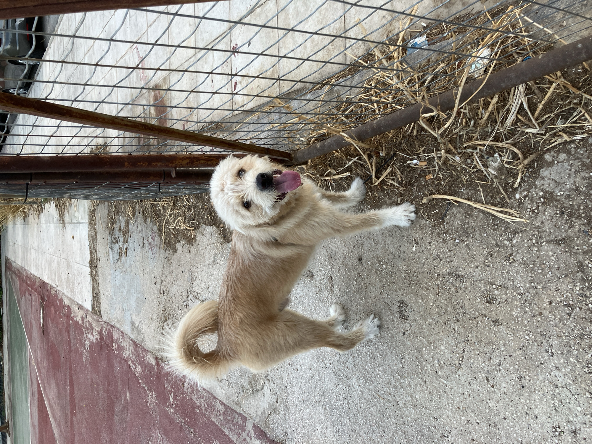 Friendly dog on the streets of Paleo Faliro