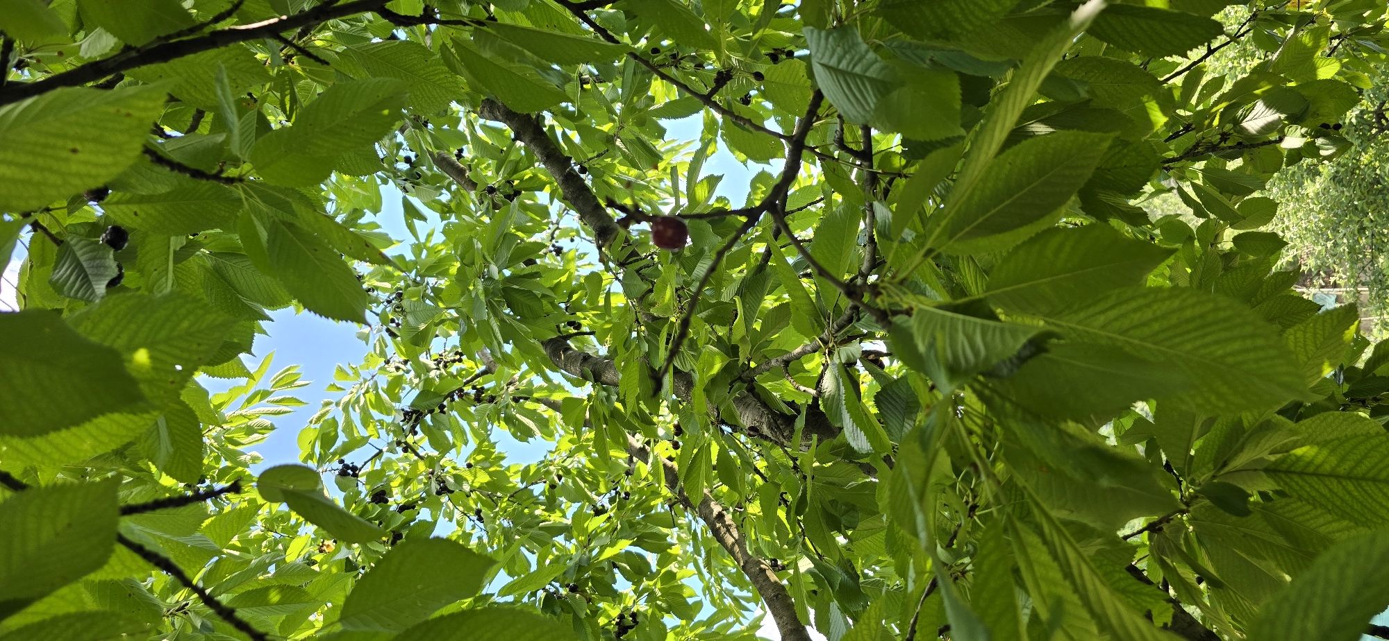Cherry tree, open sky, and a dog mid-run on the lawn