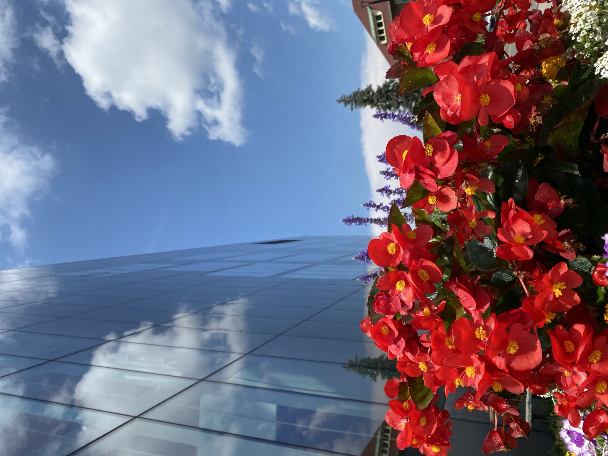 Summer garden in full bloom beside a modern Quebec building