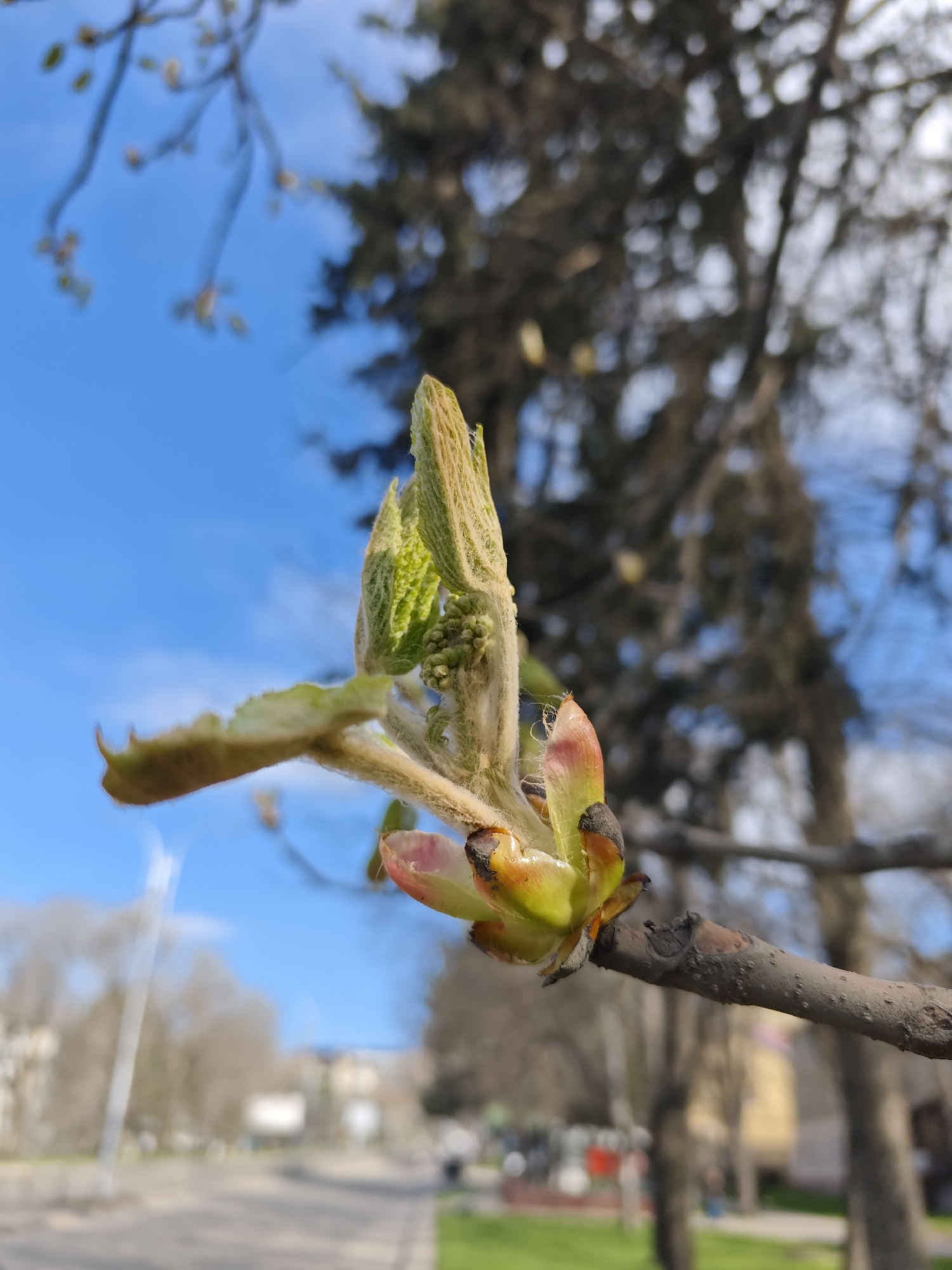 Spring buds emerge on horse chestnut tree in Pyatigorsk
