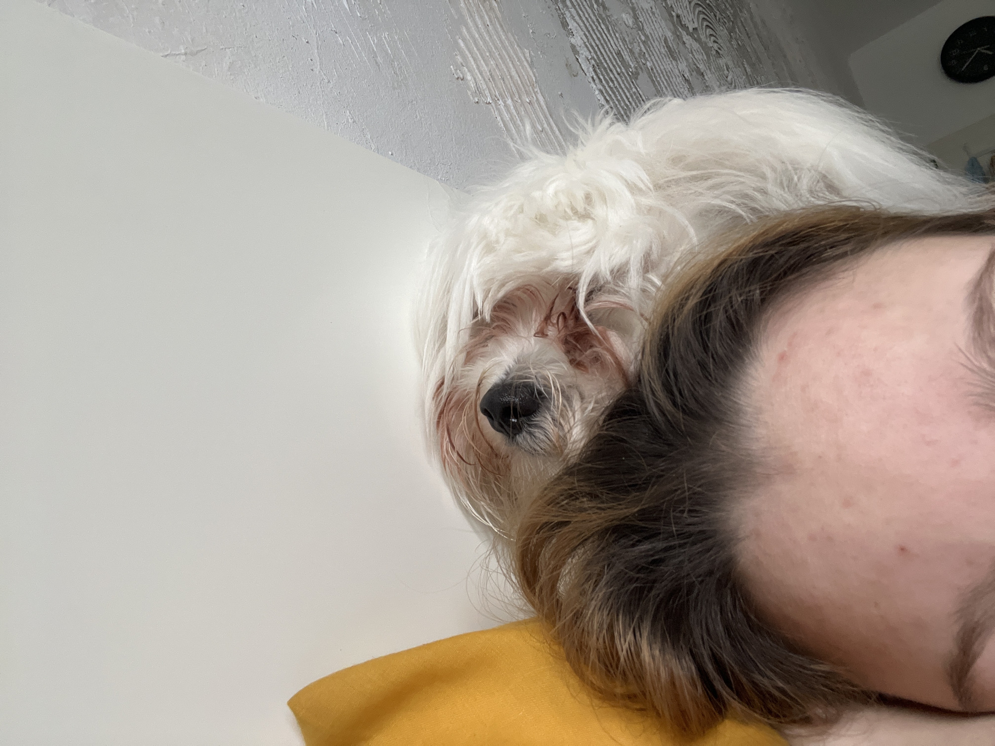 Person relaxes with white fluffy dog in Varna