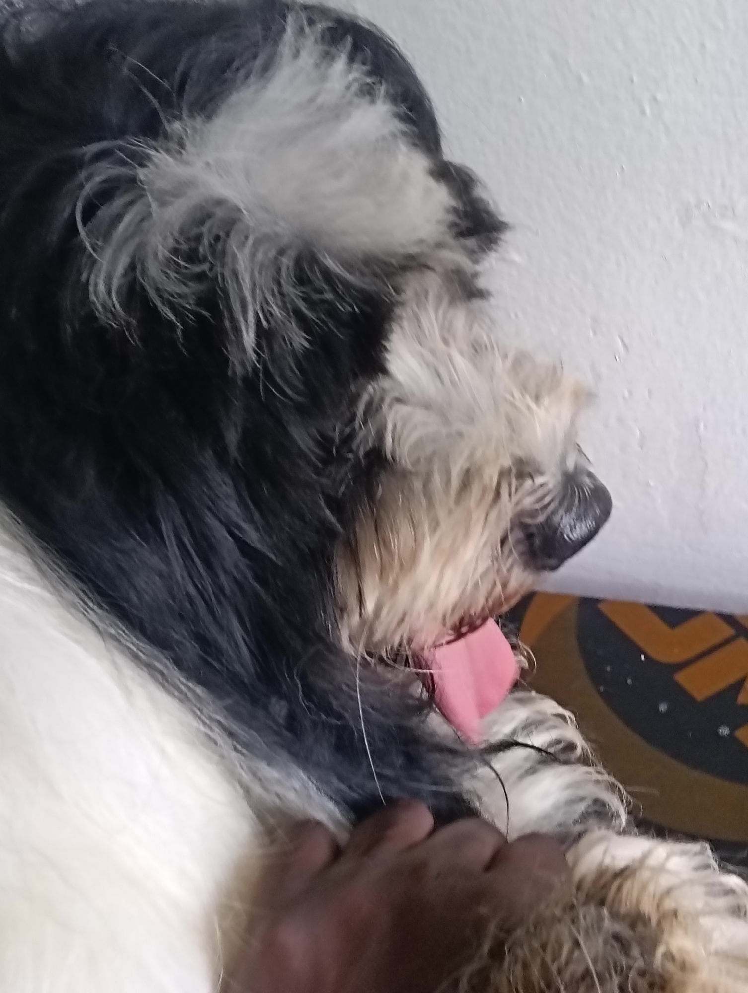 Dog moments captured in Nairobi homes