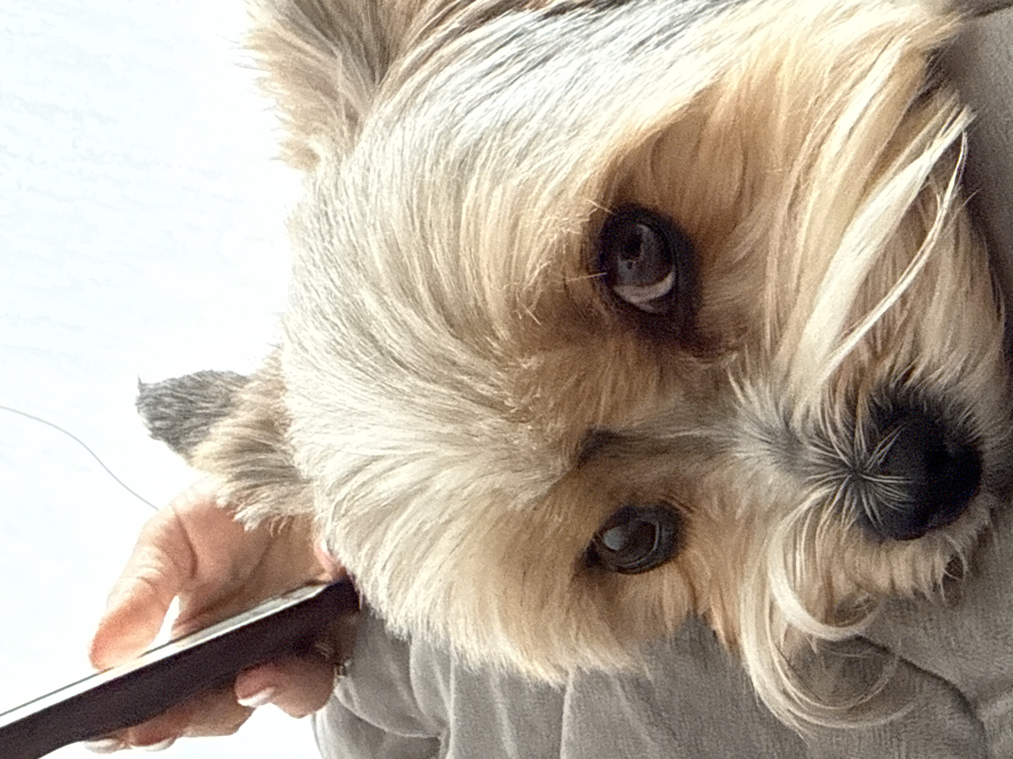 Yorkshire Terrier rests on blanket during gentle morning interaction