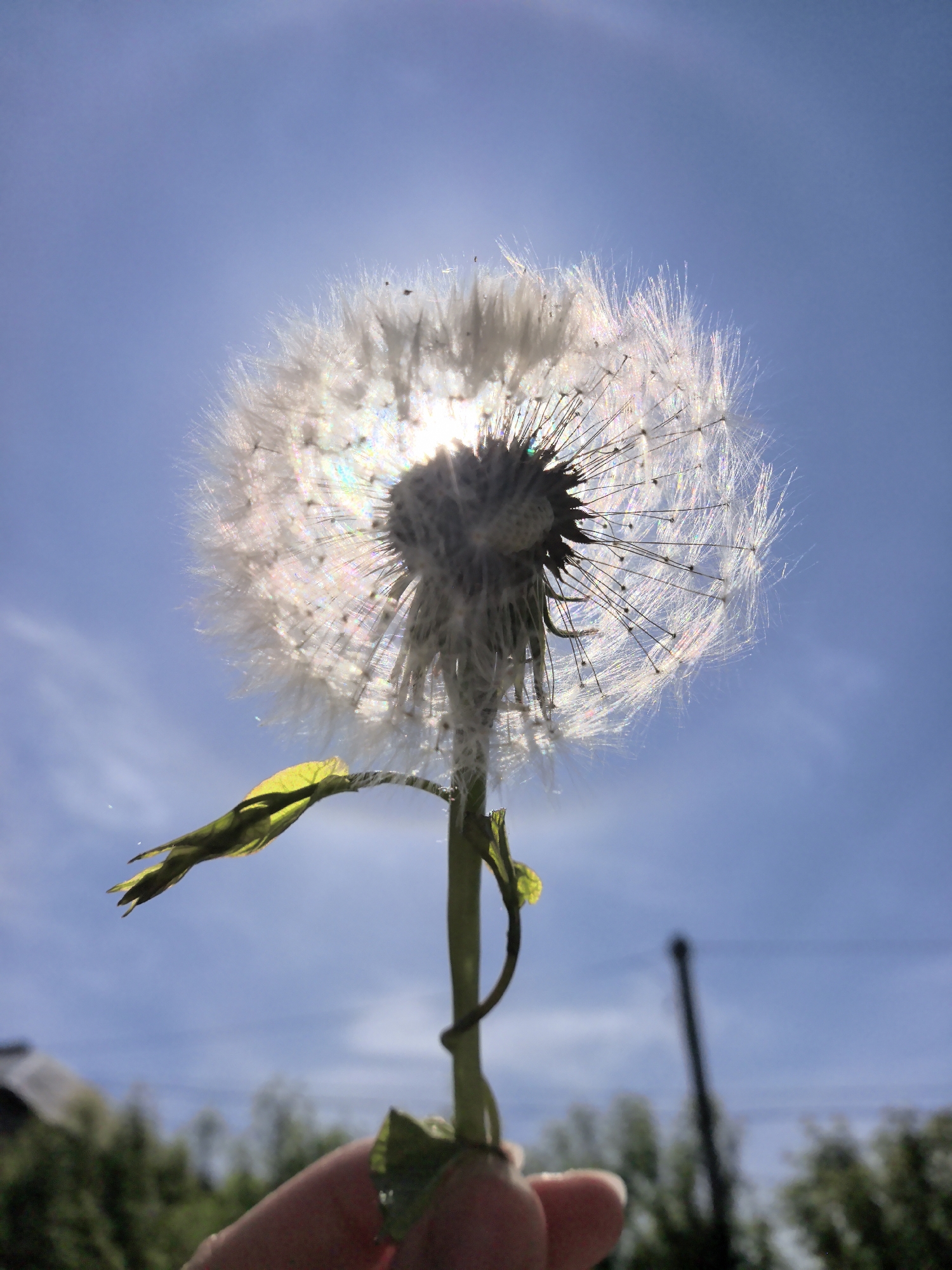 Dandelion seed head photographed against blue sky in Russia