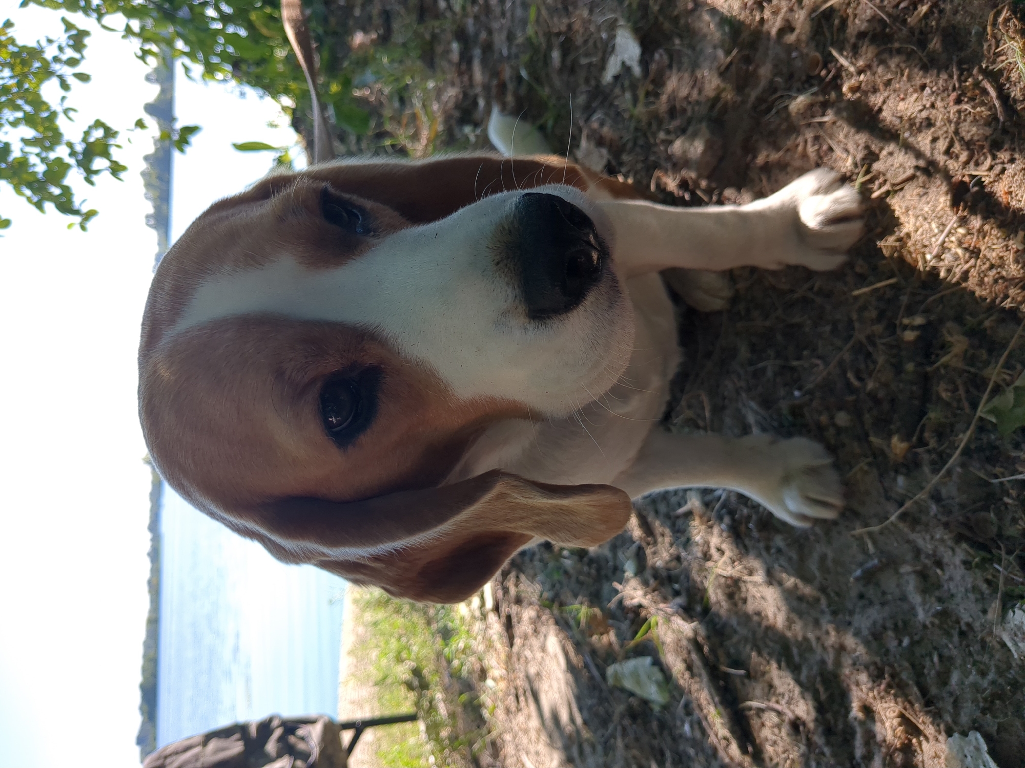 Lakeside summer hangout with food, drinks, and a beagle