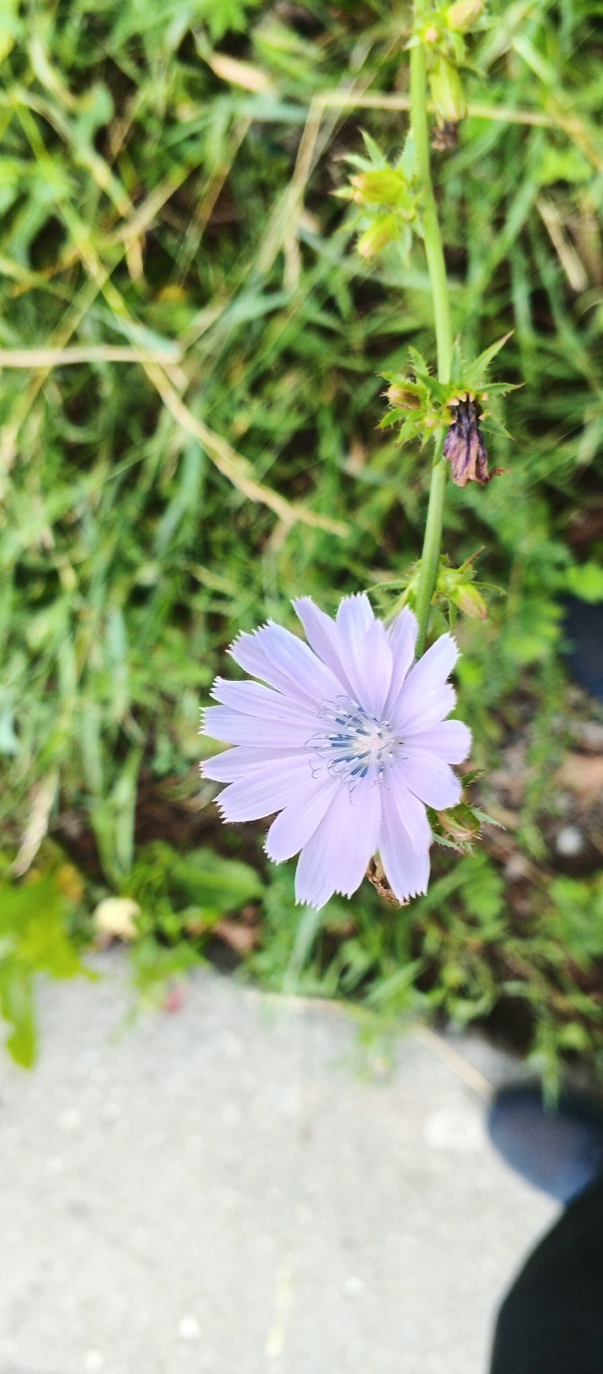 Summer morning in Izhevsk: wildflowers, a cat, and street life