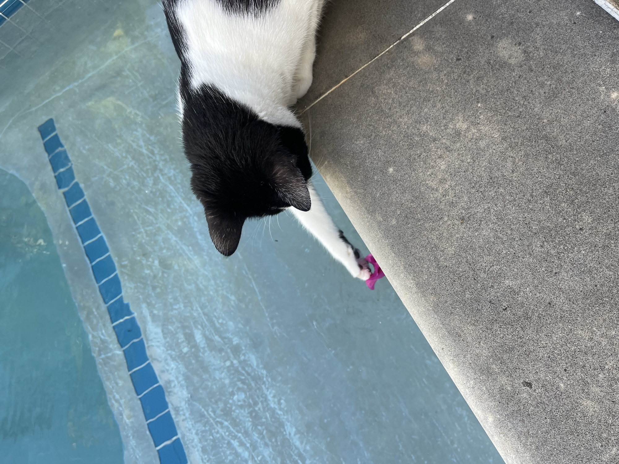Poolside cat and Qatar flight over Providence, Seychelles