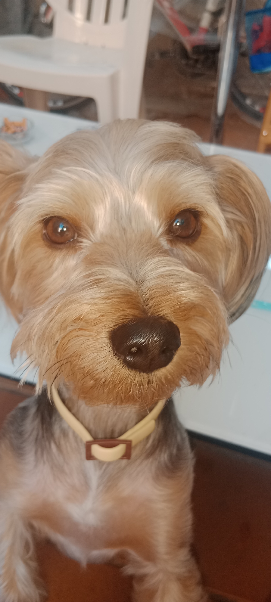 Yorkshire Terrier's afternoon in Galapagar, one treat away from bliss
