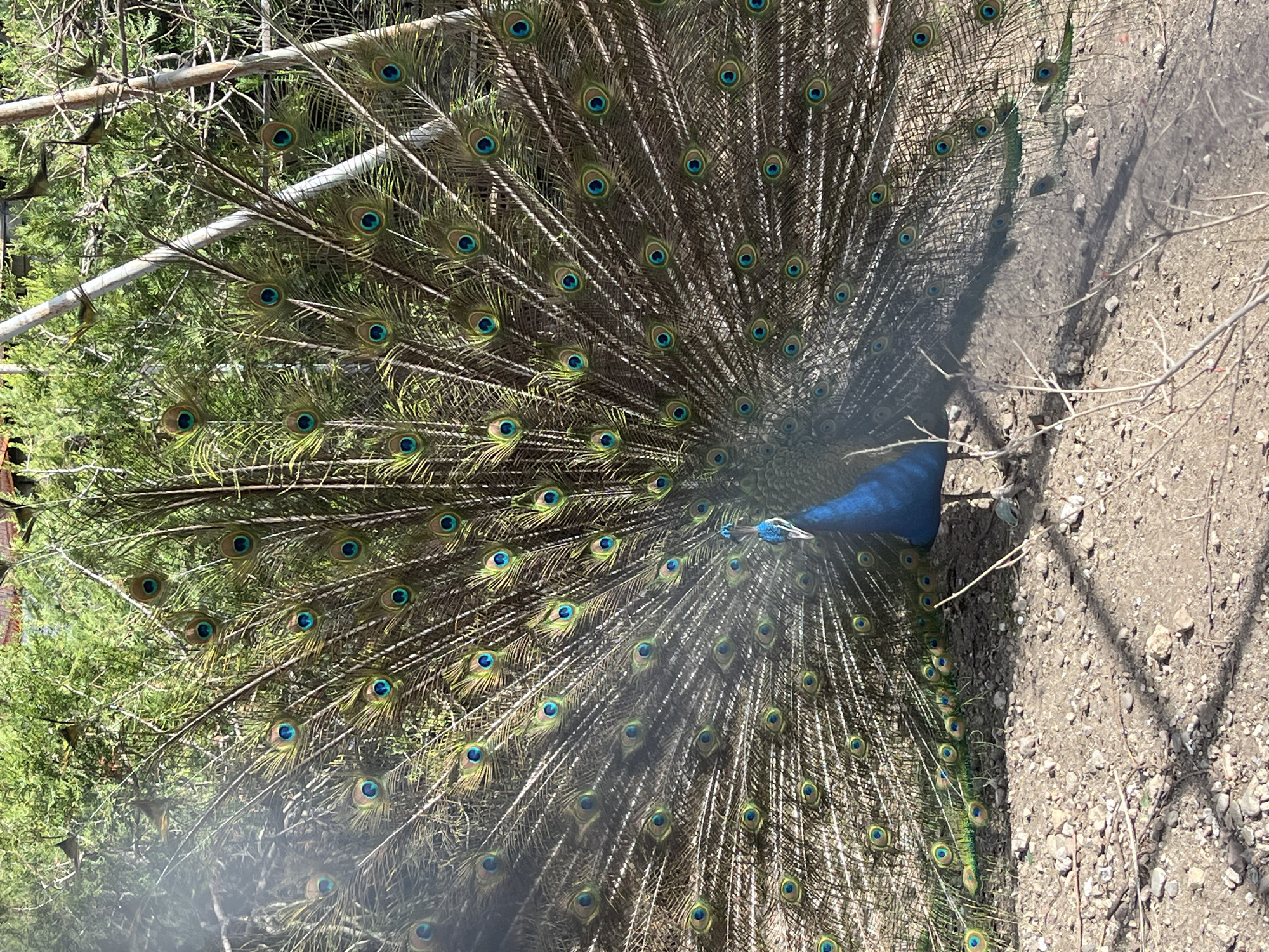 Zoo animals including peacocks and turtles observed in Bulgarian park