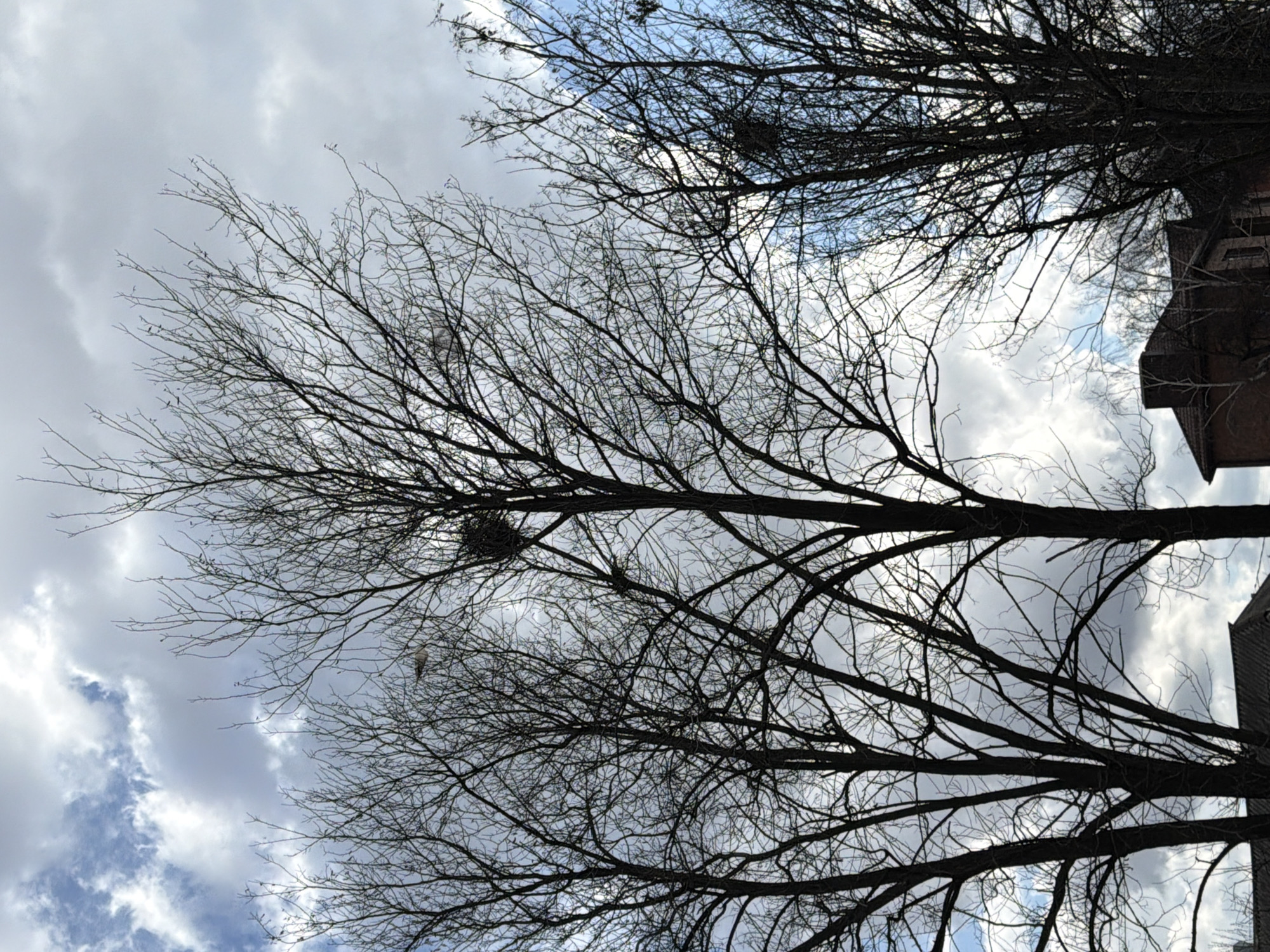 Spring day urban photography captures buildings and bare trees