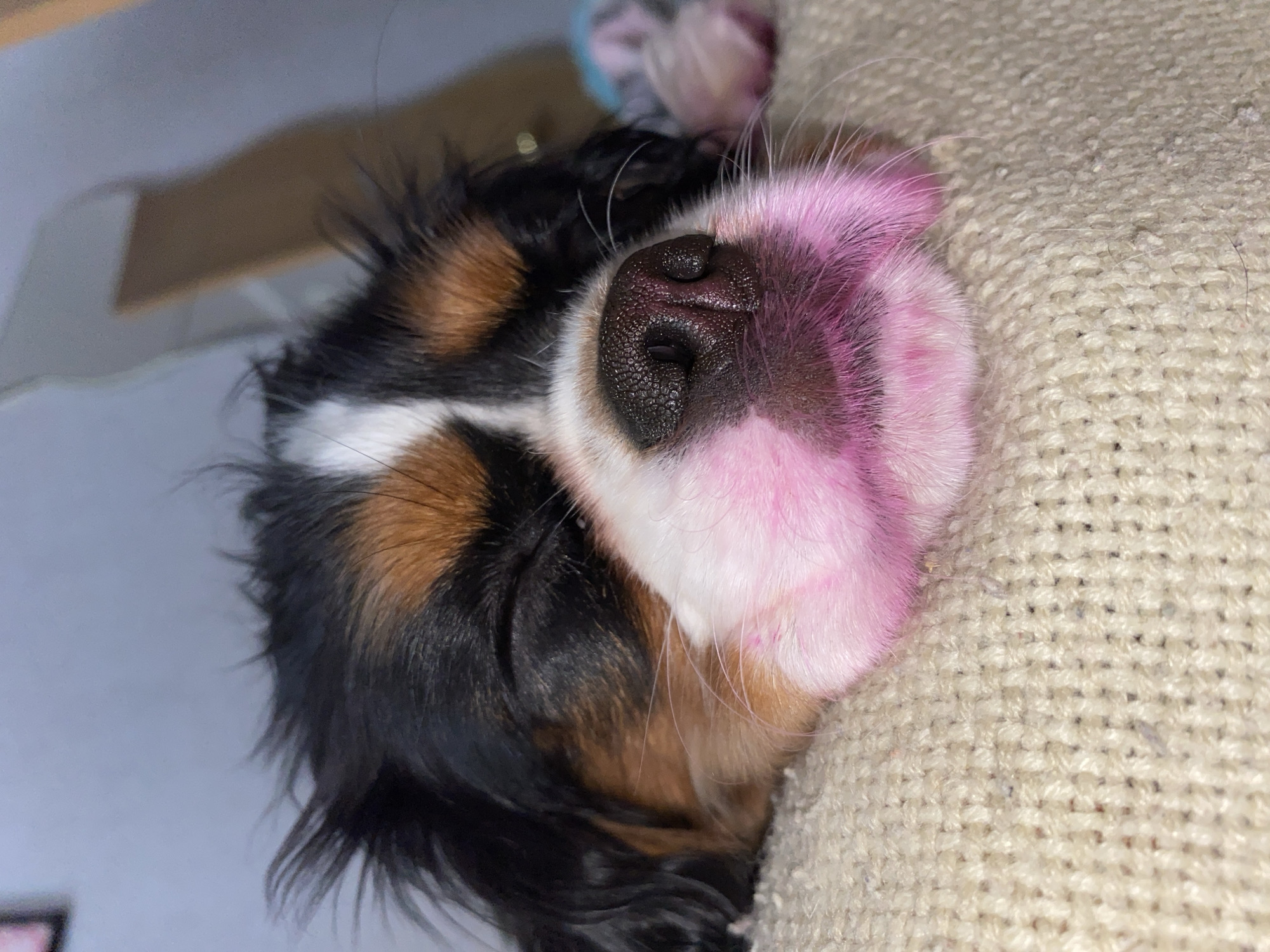 Sleeping Cavalier King Charles Spaniel puppy photographed in Votkinsk