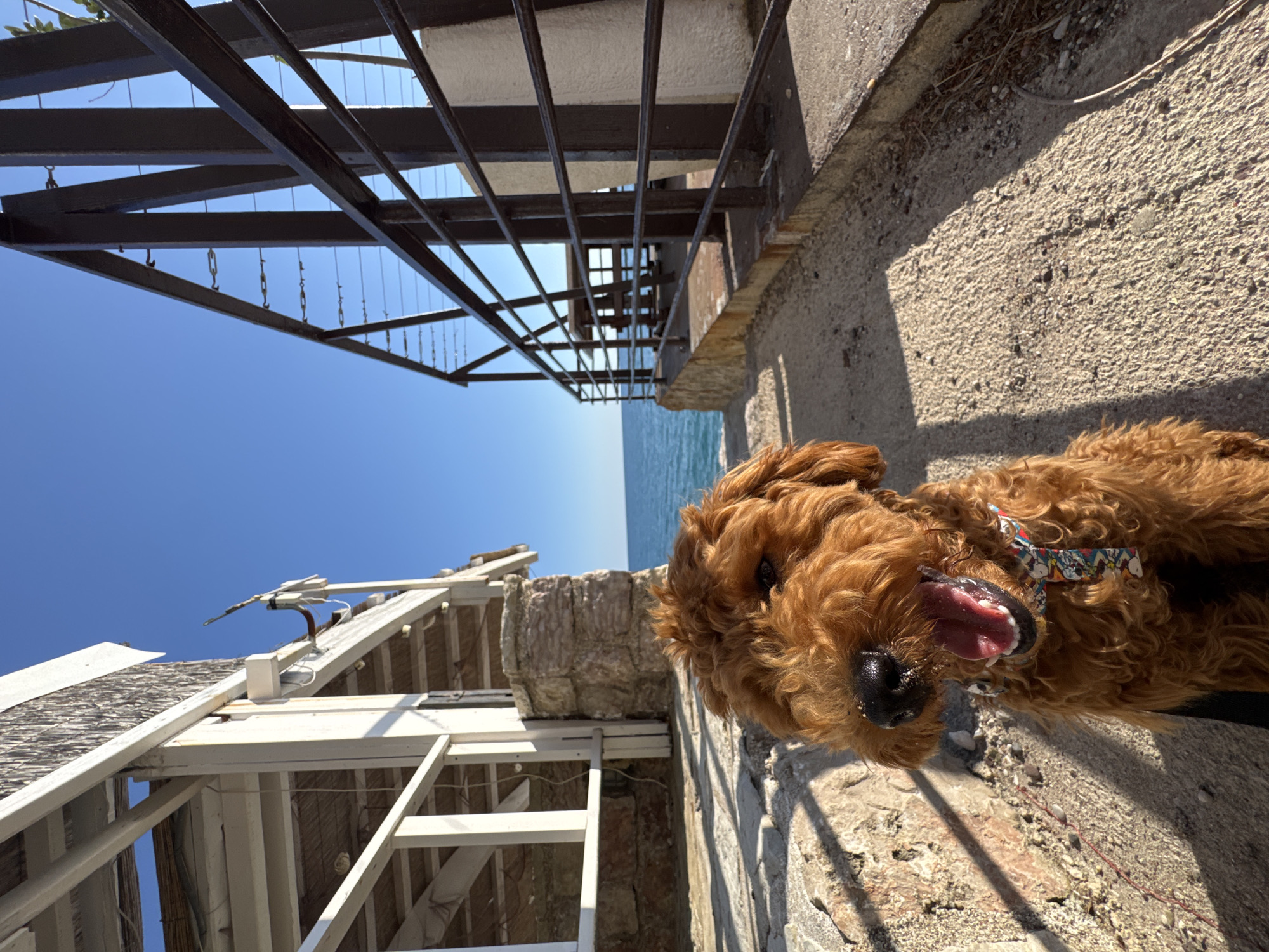 Dog owner enjoys beach day with golden doodle in Montenegro