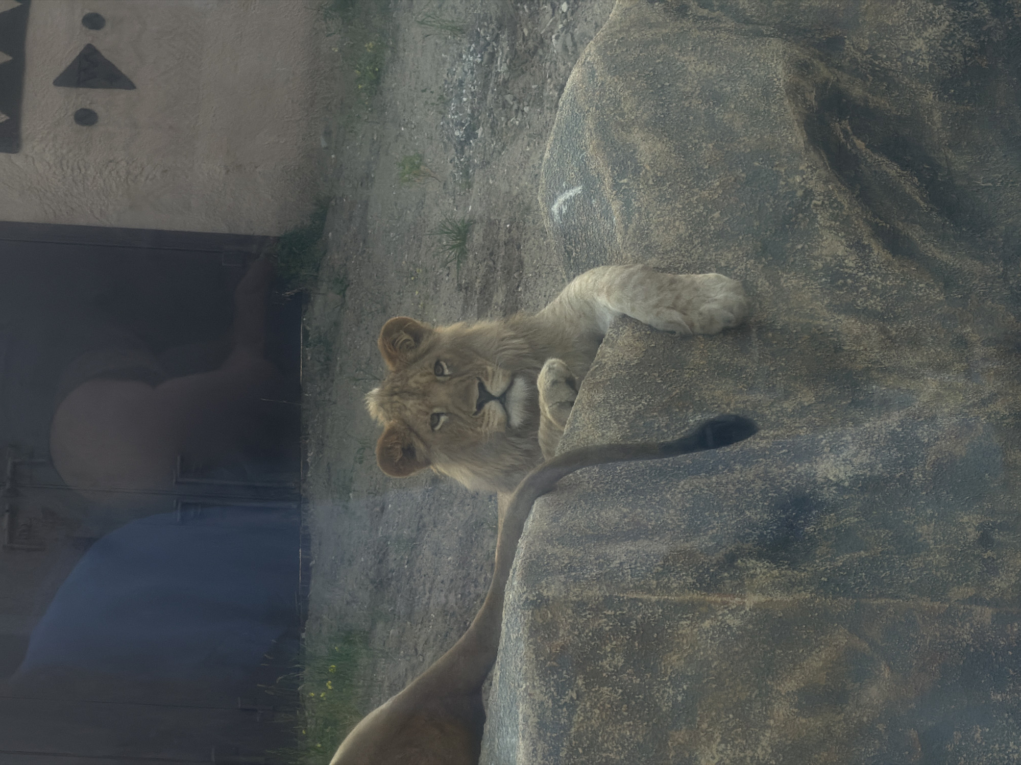 Zoo animals and evening strolls at a Perm park