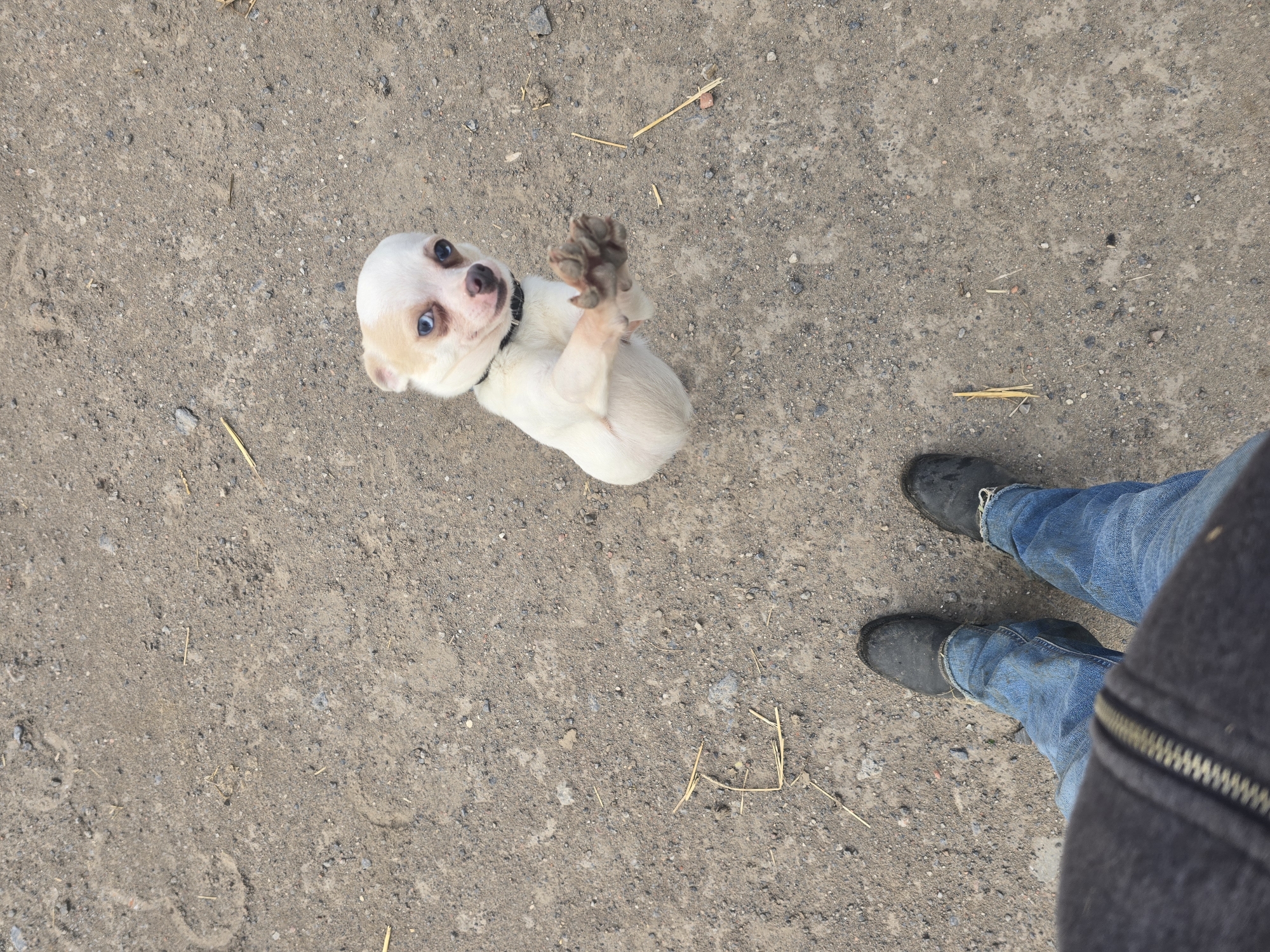 Small dog plays on ground in Estaimpuis, Belgium