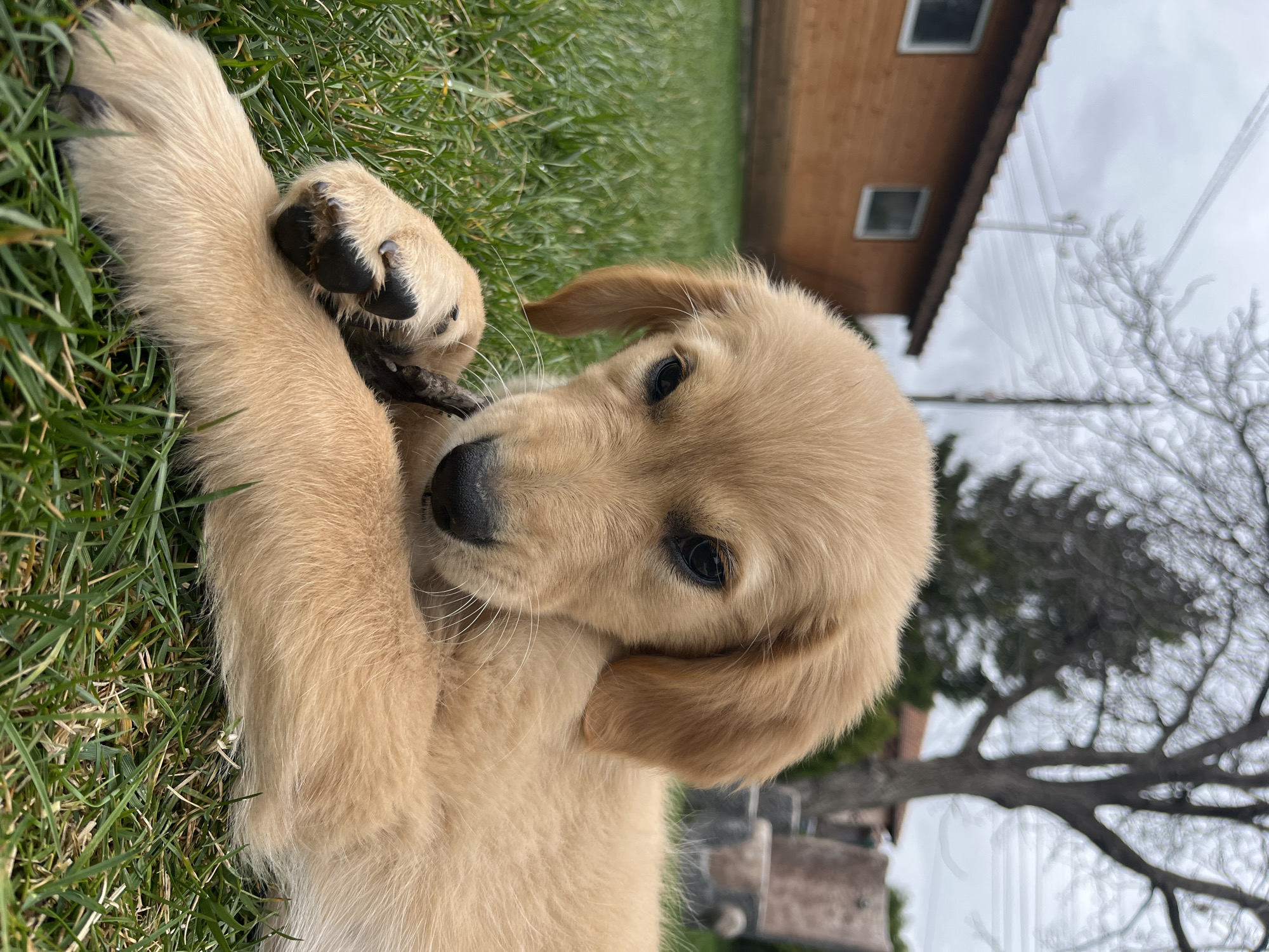 Golden retriever puppy plays with stick in Bulgarian yard