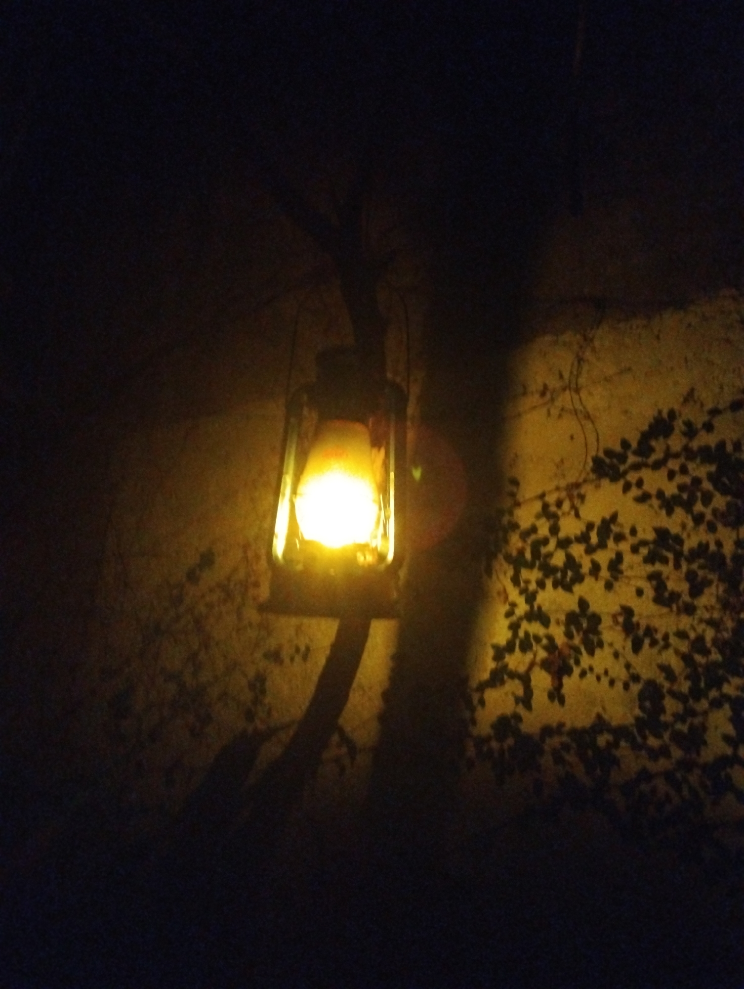 Nighttime lantern illuminates vine-covered wall in Tinaquillo, Venezuela
