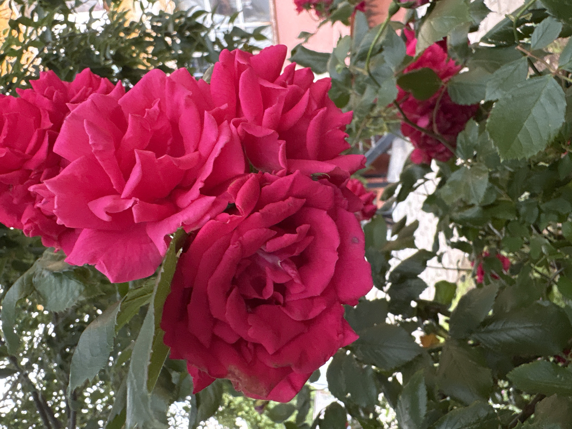 Rose garden blooms documented in Sliven, Bulgaria