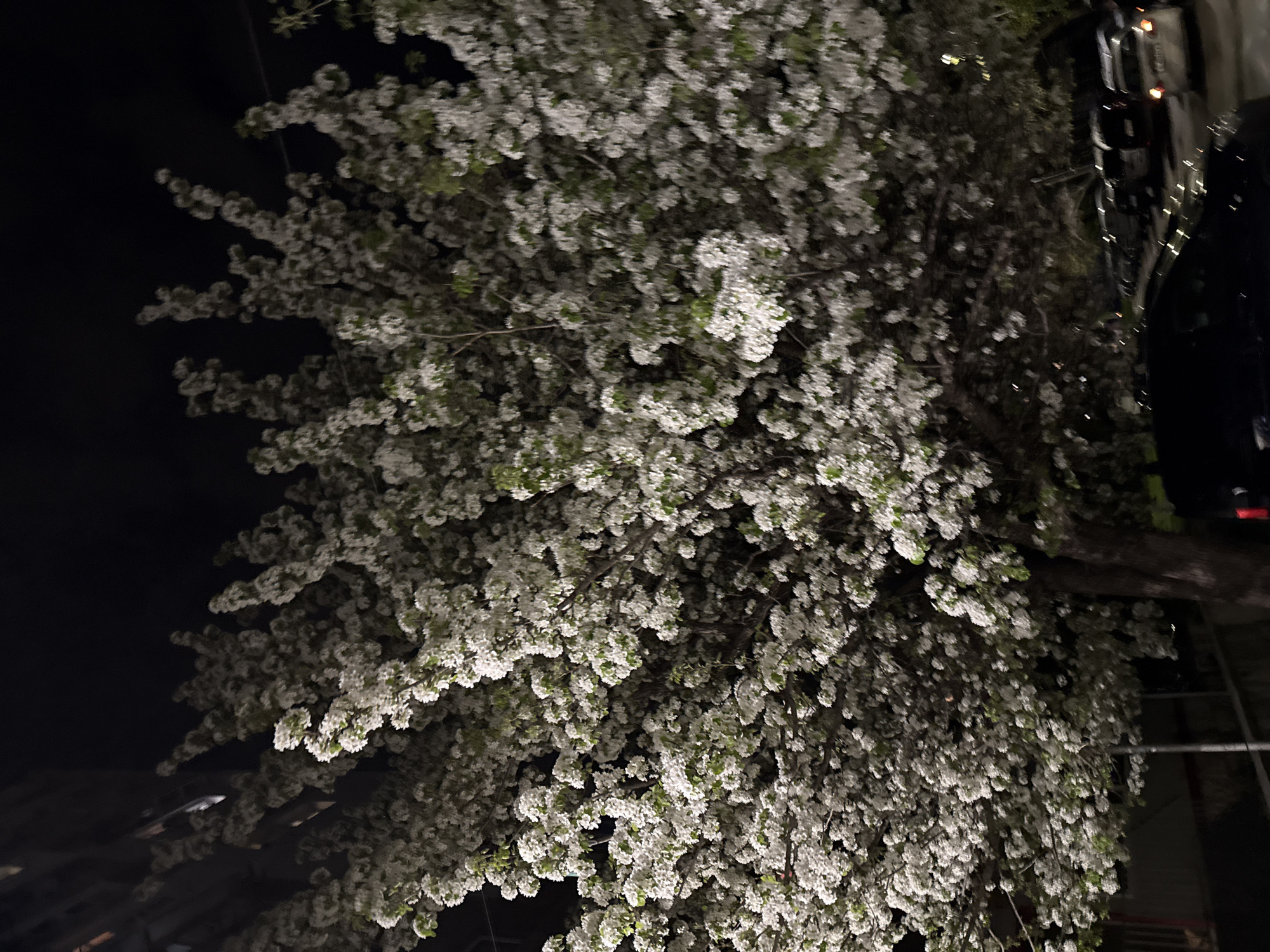 Night blooming tree documented in selfie videos, Varna Bulgaria