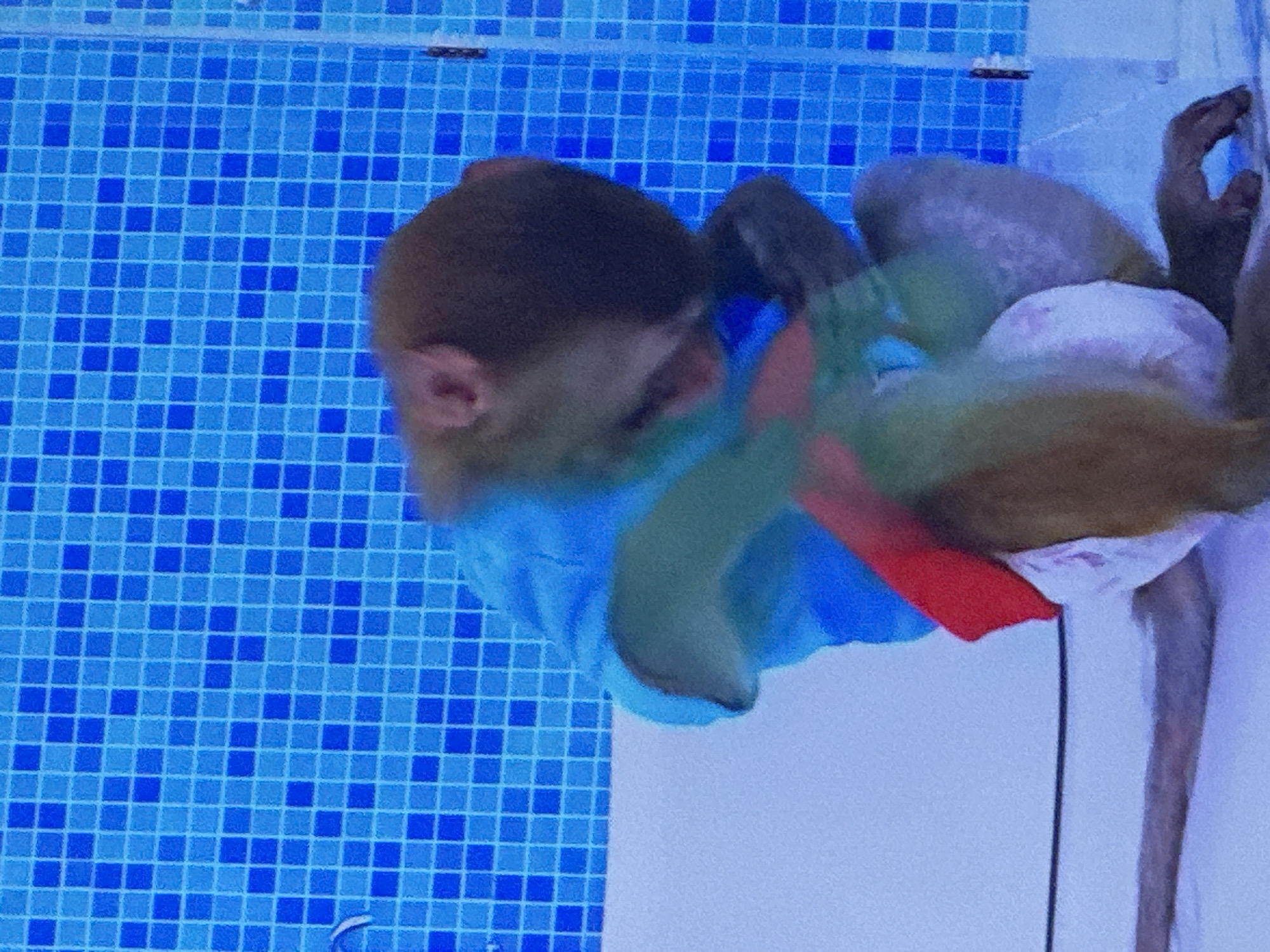 Clothed monkey swims in pool, budgerigars observed in cage