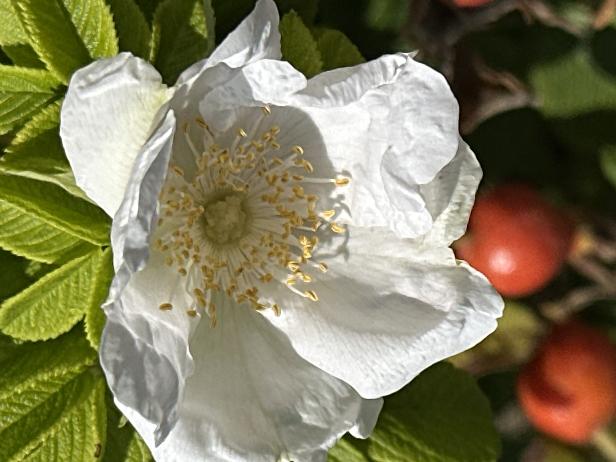 Summer garden blooms photographed up close in Podolsk, Russia