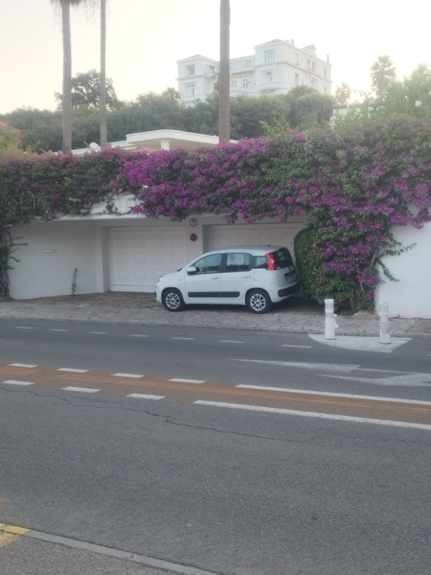 Antibes side street: parked car, bougainvillea, and flowering hedges