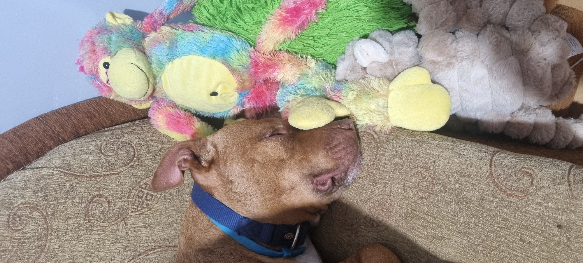 Pit bull naps among plush toys, occasionally wearing glasses