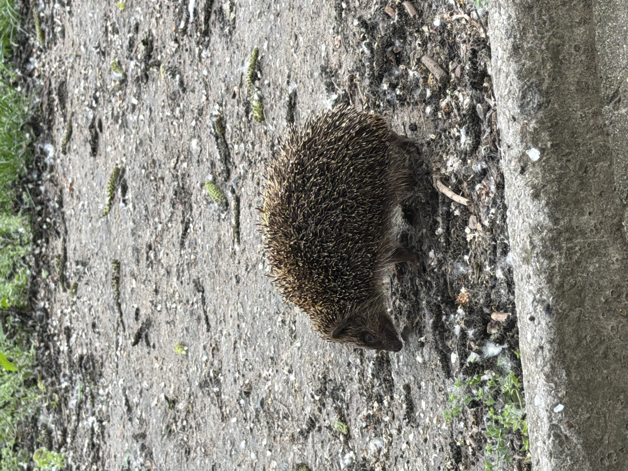 Urban wildlife and pets documented in city locations