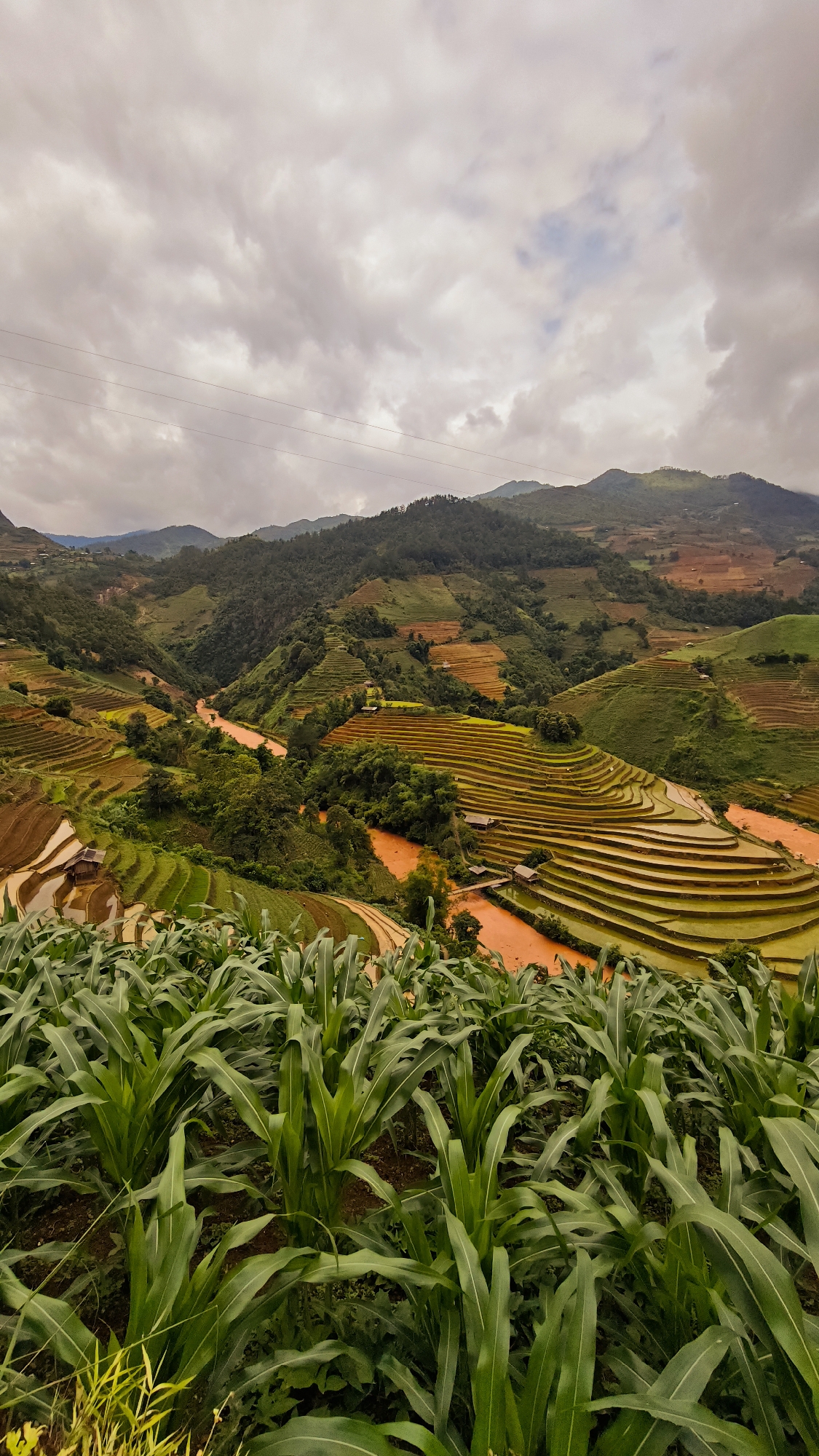 Early morning rice farming activity captured in Mù Cang Chải