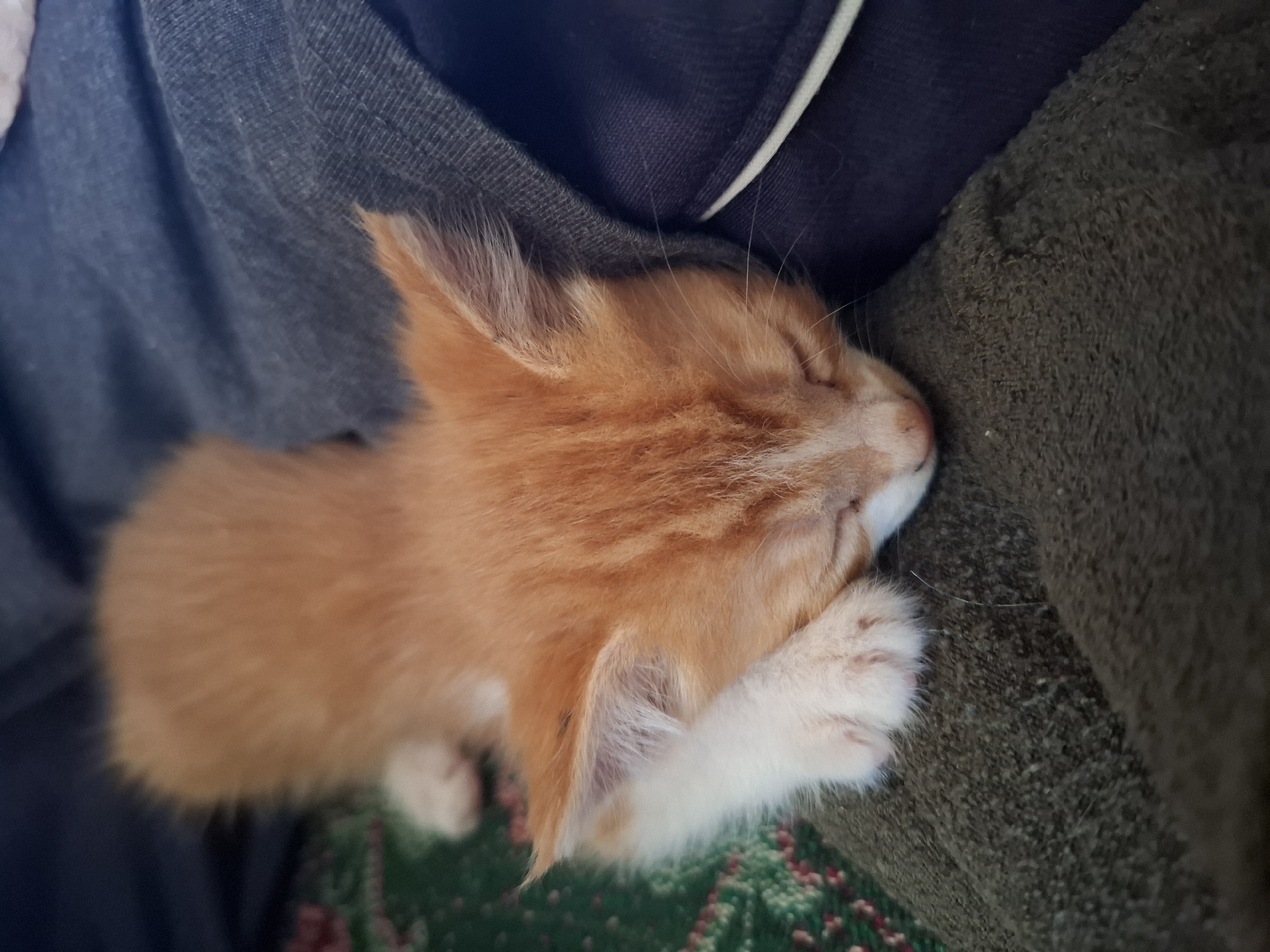 Orange kitten sleeps peacefully on fabric materials