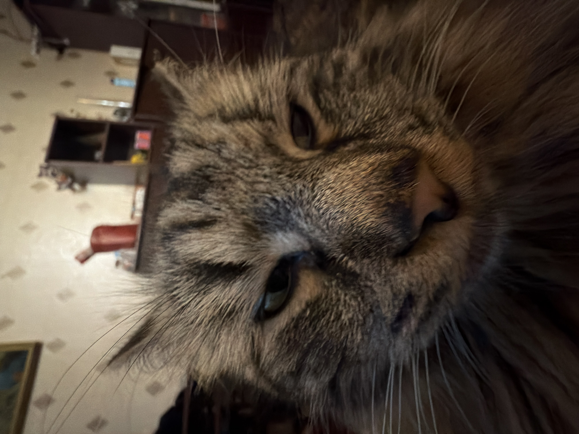 Tabby cat lounging and posing at home in Lyubertsy