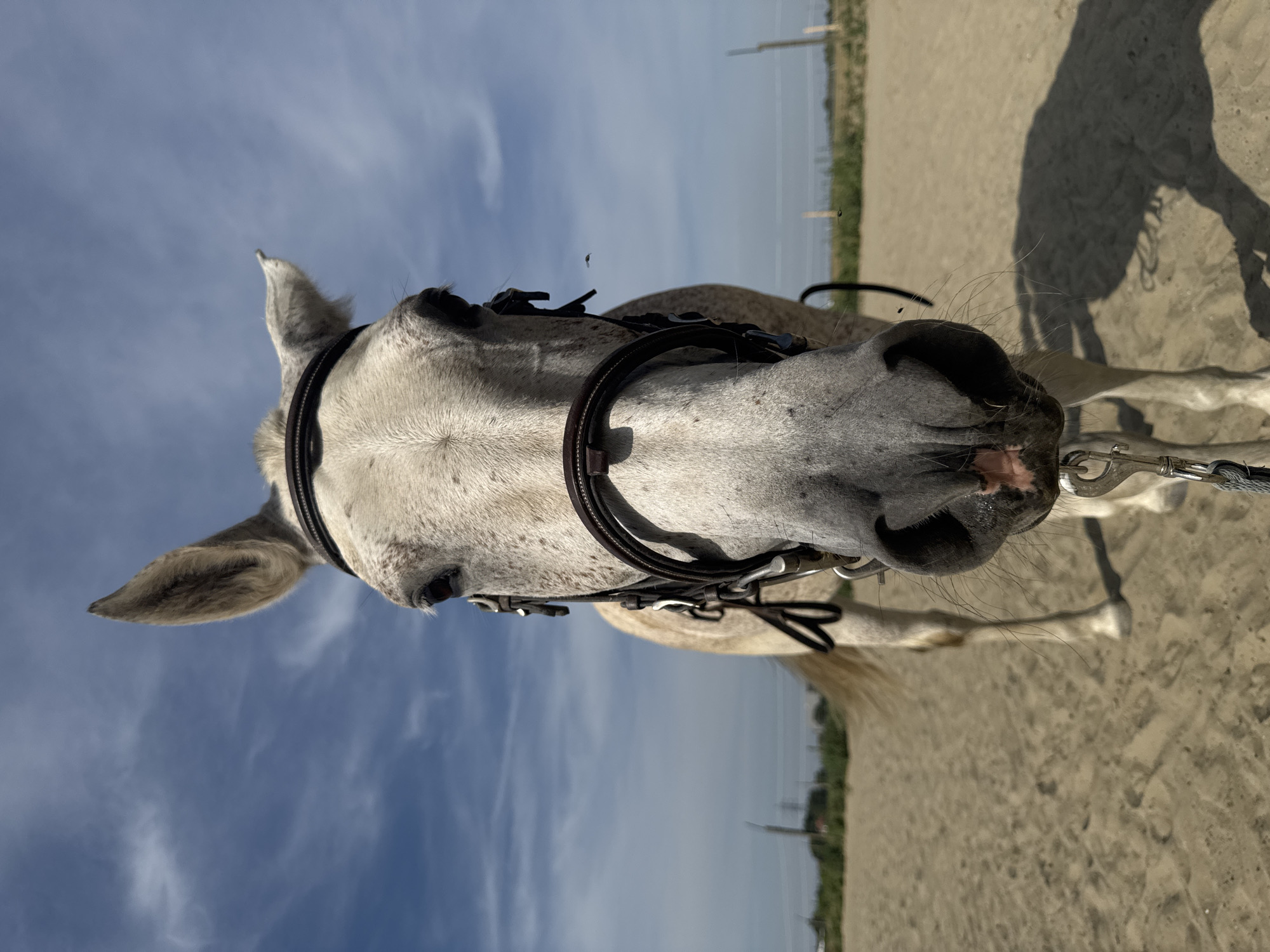 Saddled gray horse takes a dusty roll in Belgian arena