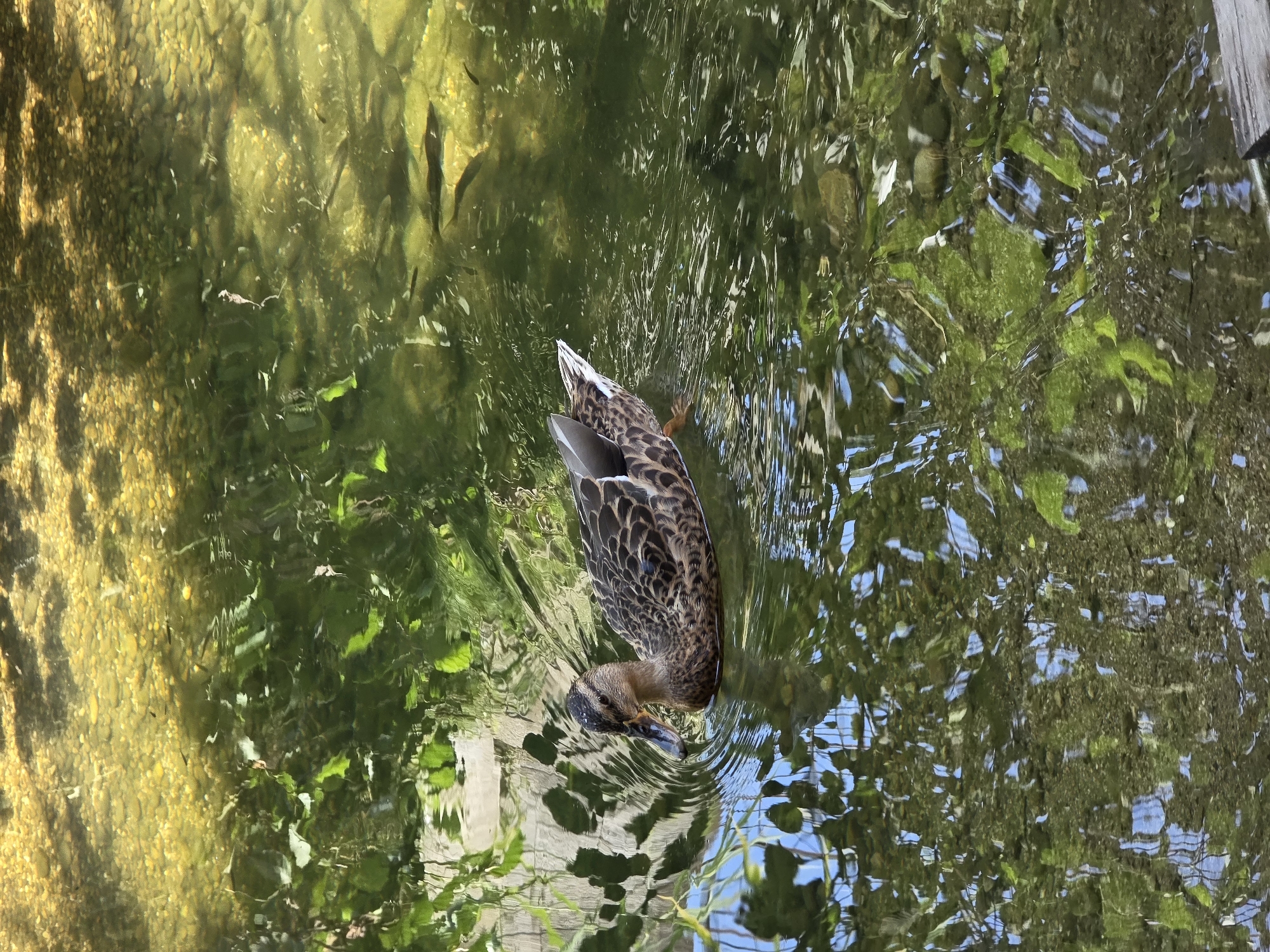 Mallard duck in shallow sunlit water, Cagnes-sur-Mer