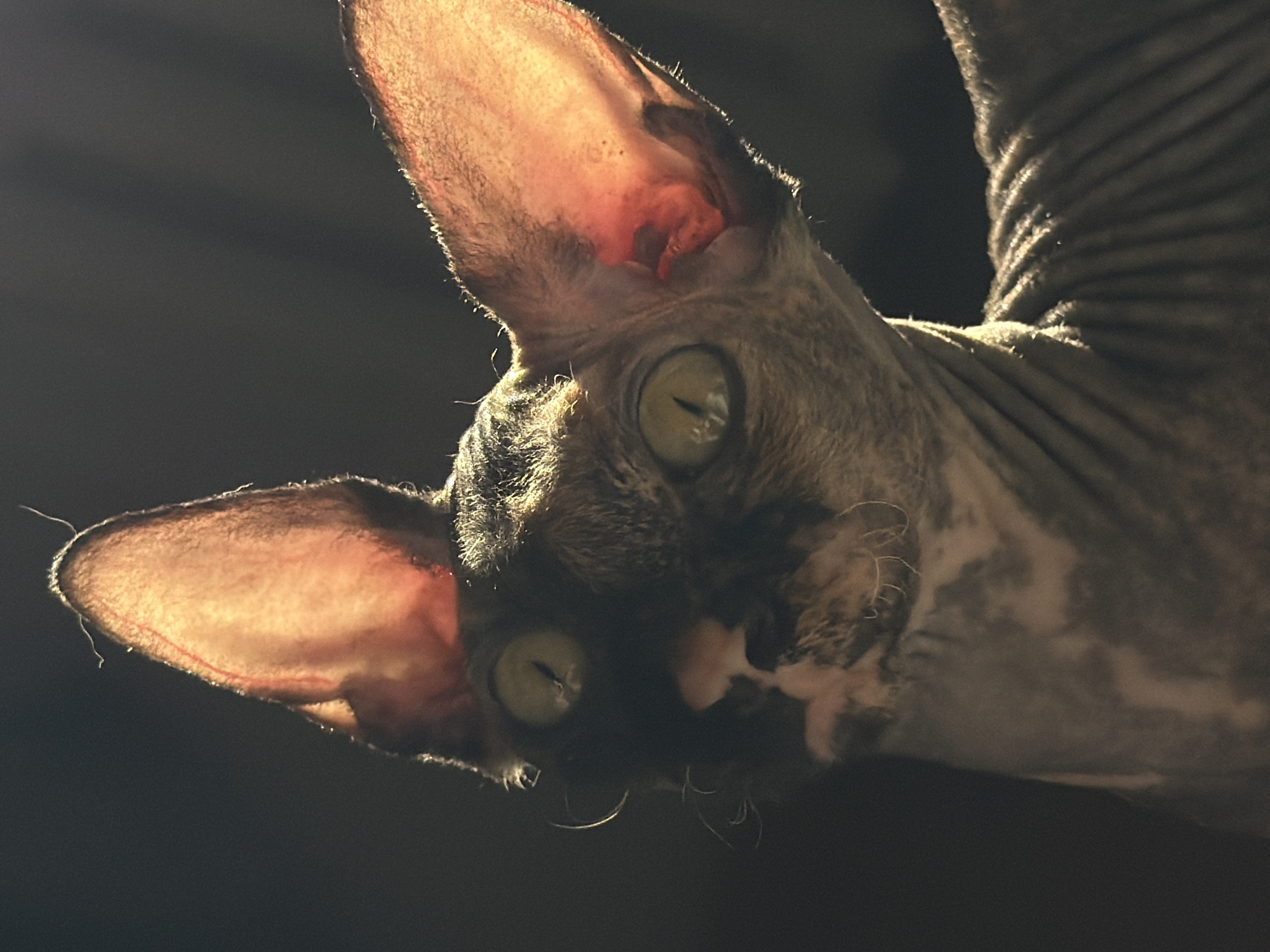 Sphynx cat photographed in multiple angles in Barnaul, Russia