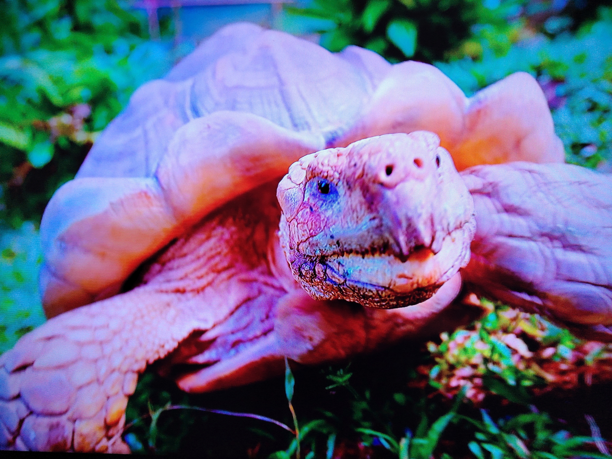 Wildlife close-ups and nature scenes across land and water
