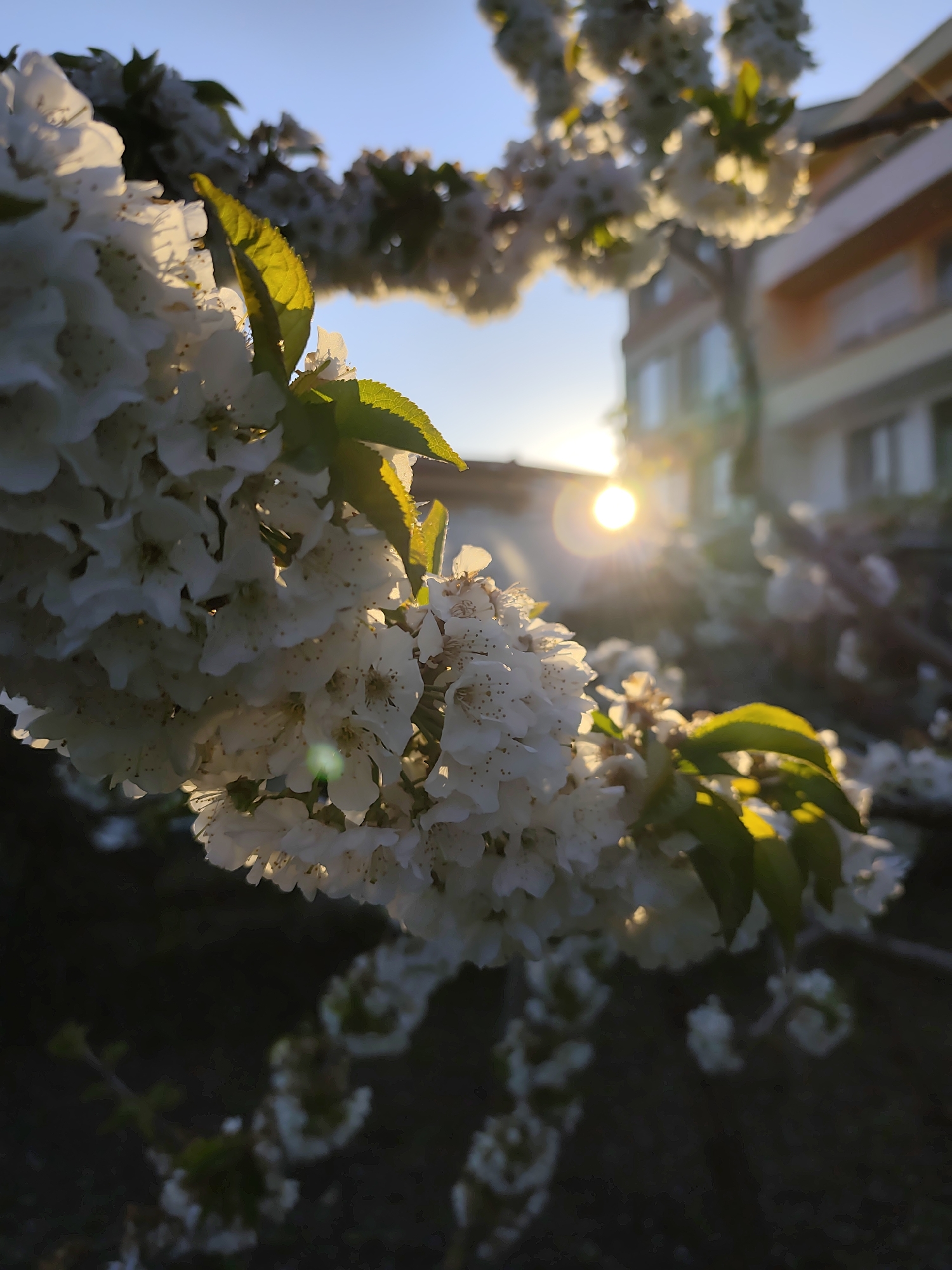 Spring blossoms bloom in Ravda, Bulgaria