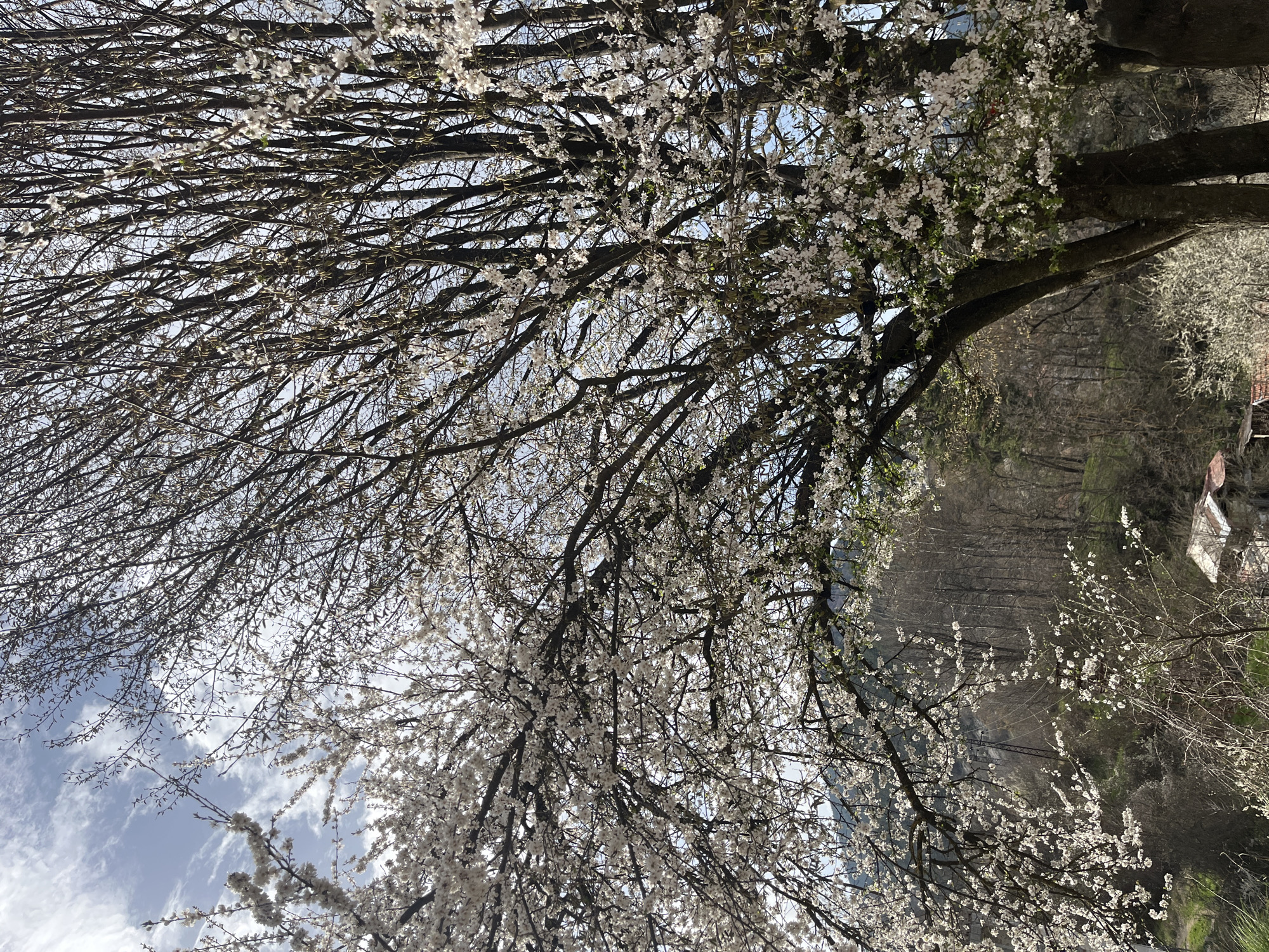 Spring blossoms observed on tree in Smolyan, Bulgaria