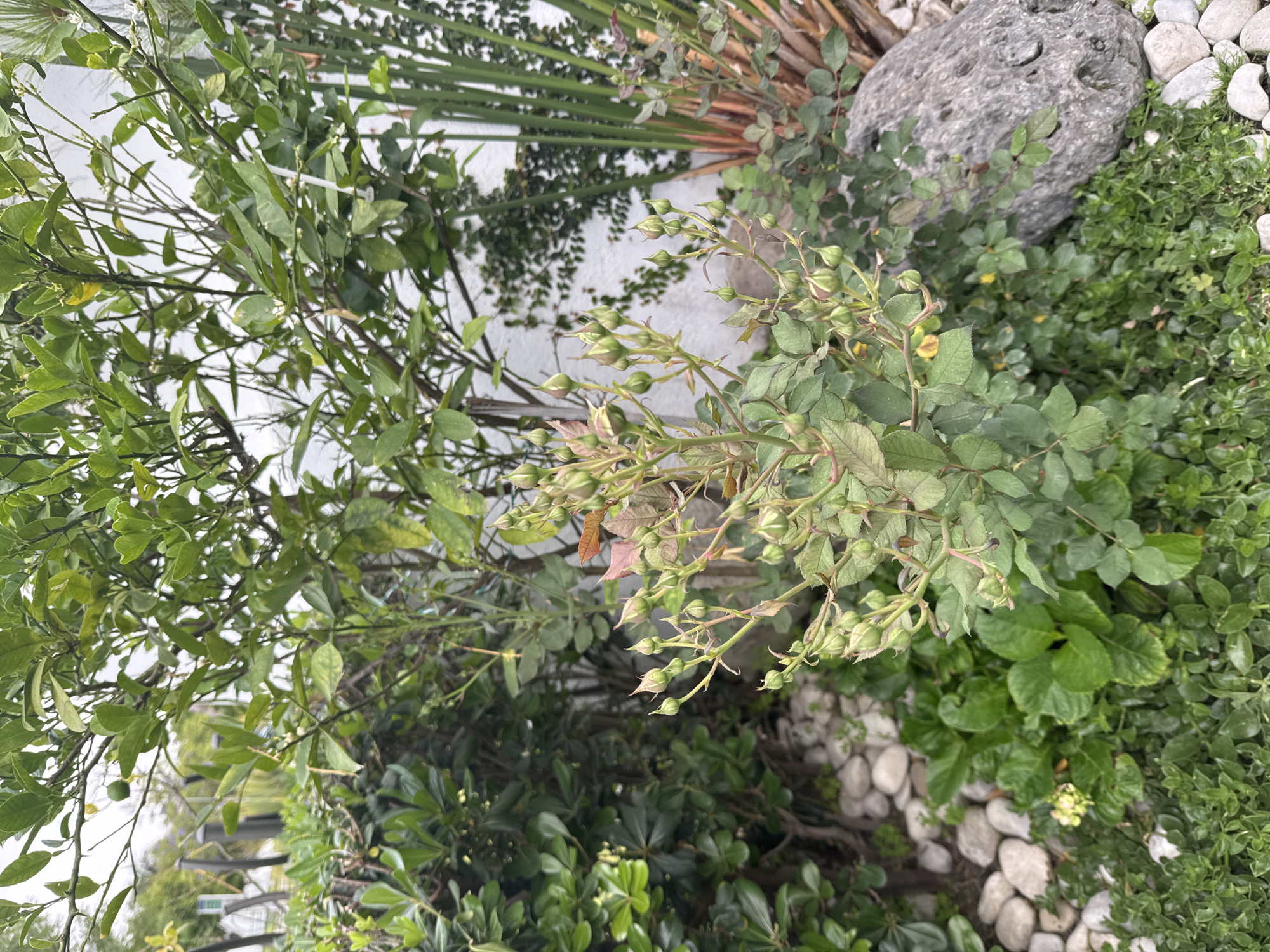 Late-night garden documentation captured in San Bernardino Tlaxcalancingo