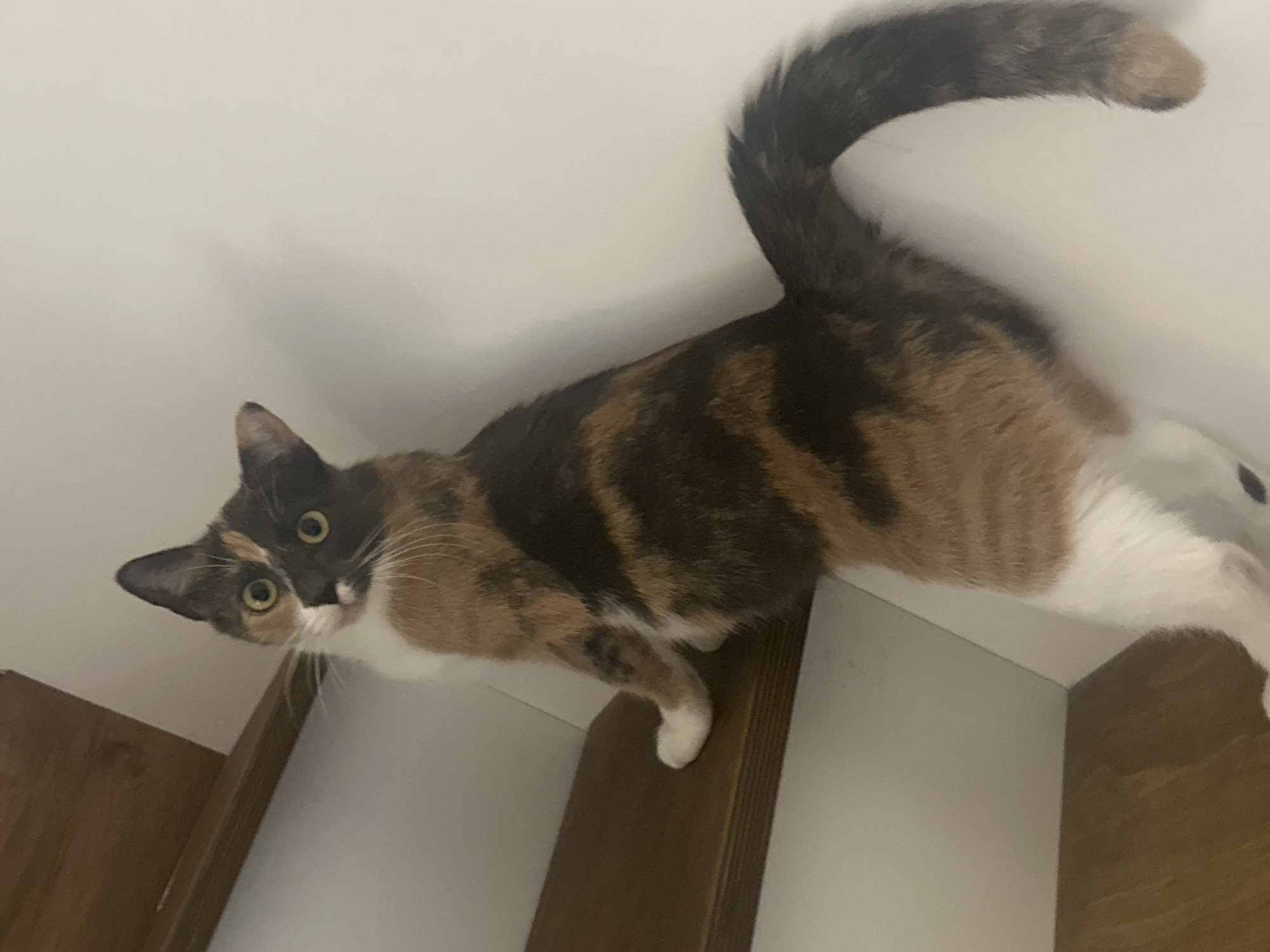 Quiet afternoon at home with a calico cat