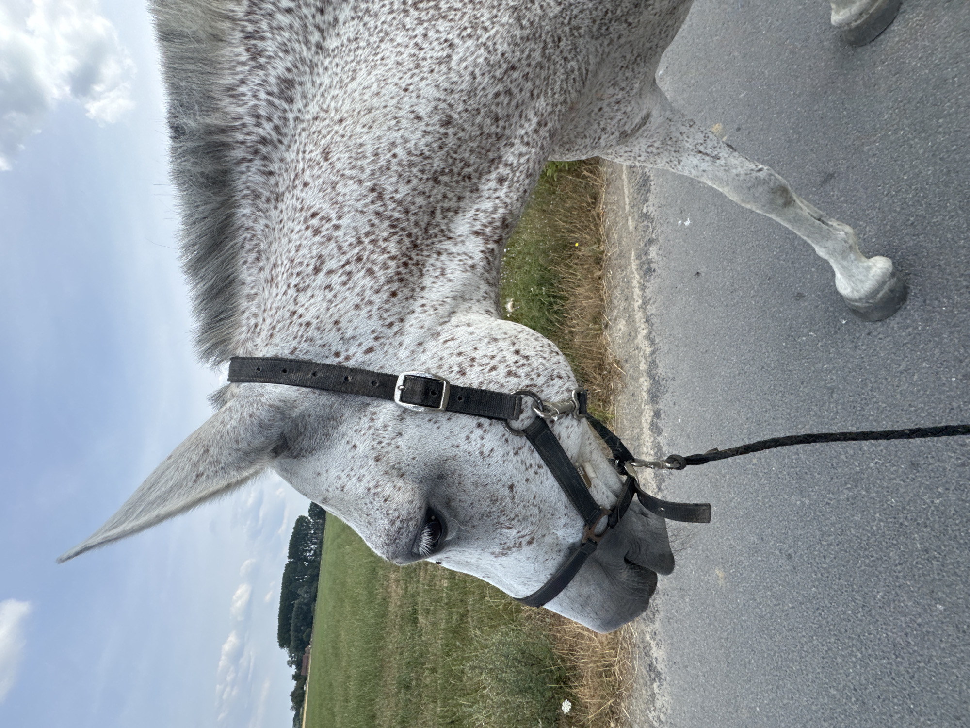 Horses out and about in Estaimpuis, Belgium